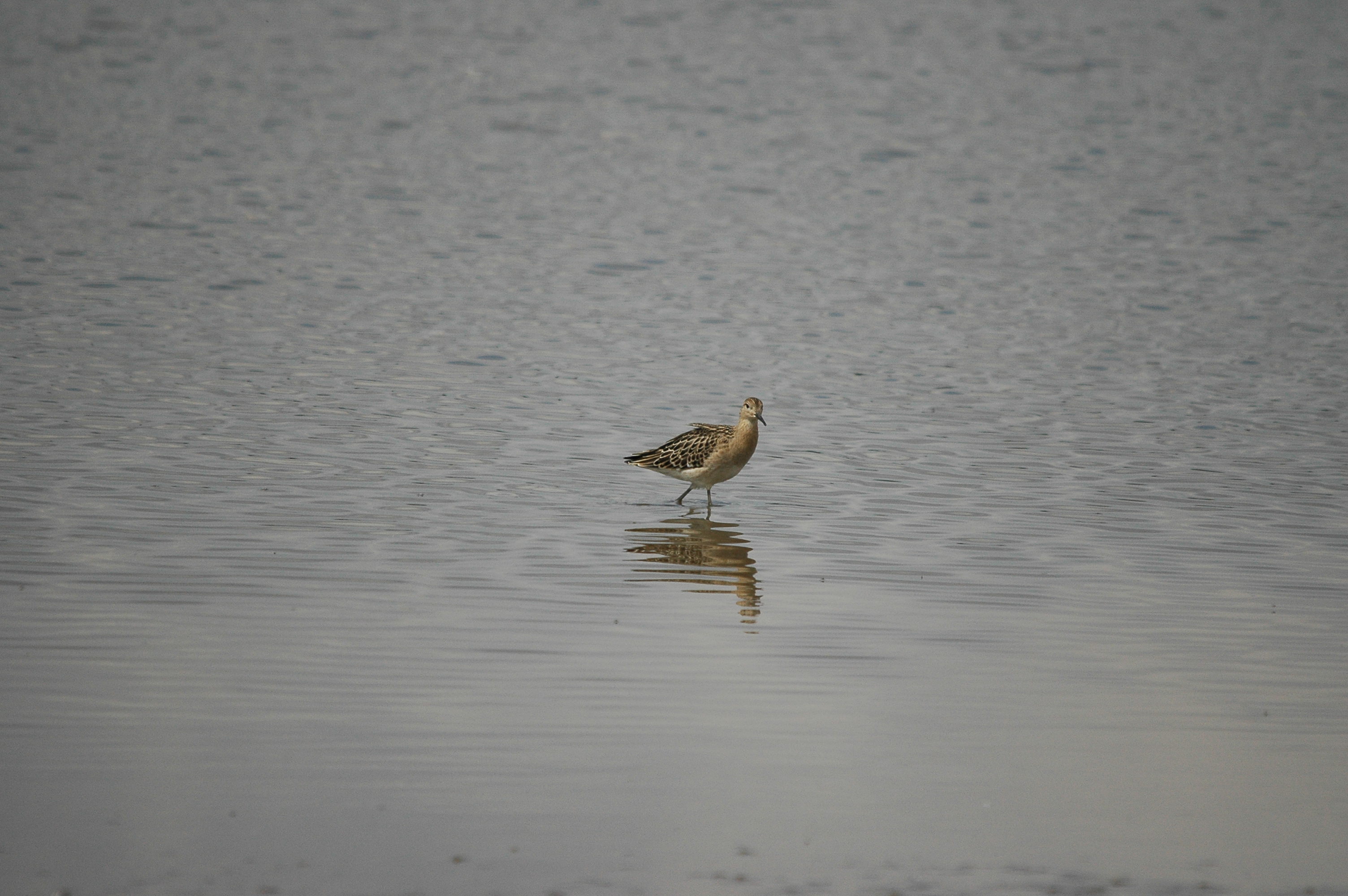 photos/wildlife/Bird_Species/063-Waders/1628-Ruff/dsc_2699.jpg