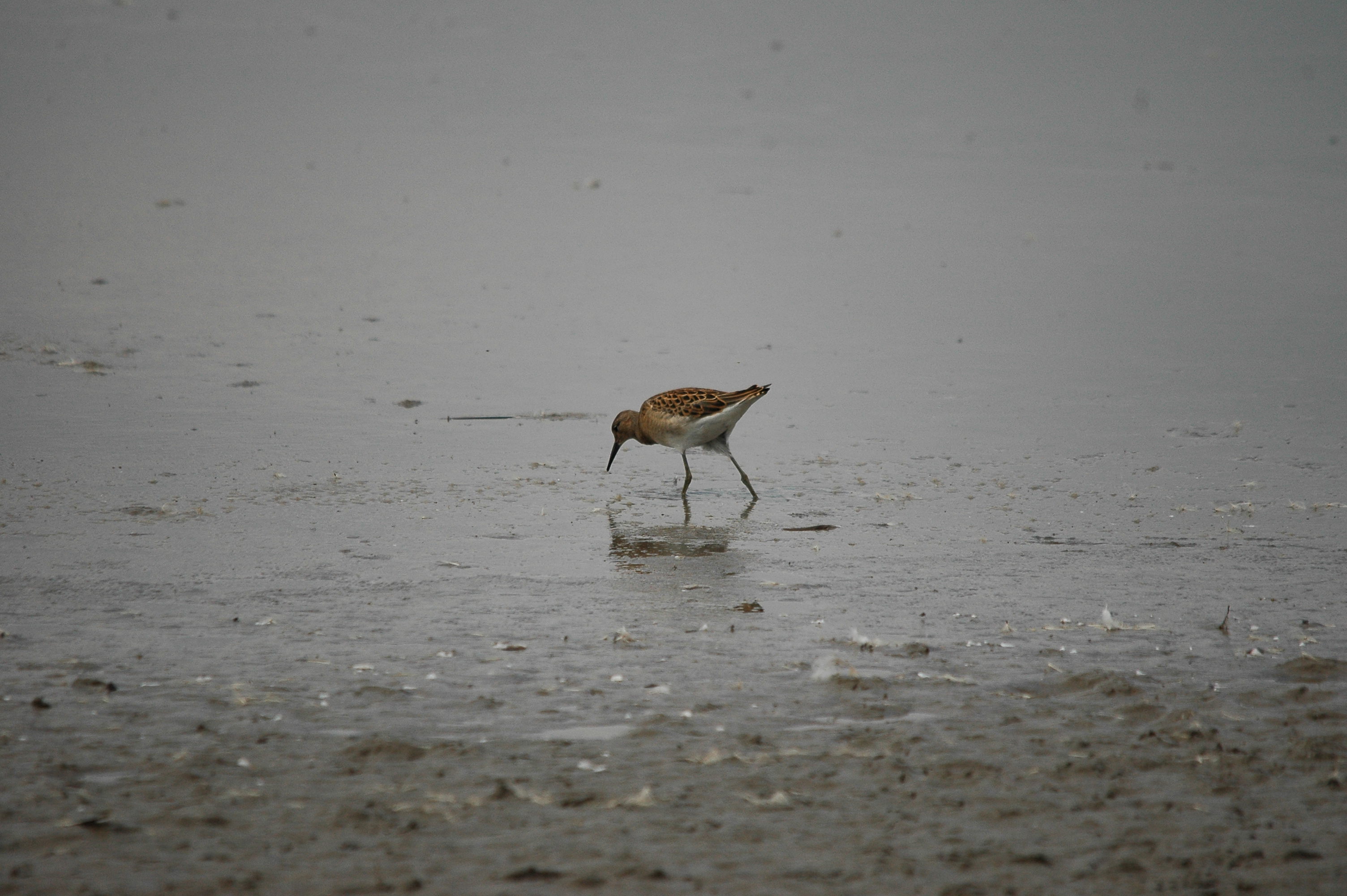 photos/wildlife/Bird_Species/063-Waders/1628-Ruff/dsc_2700.jpg