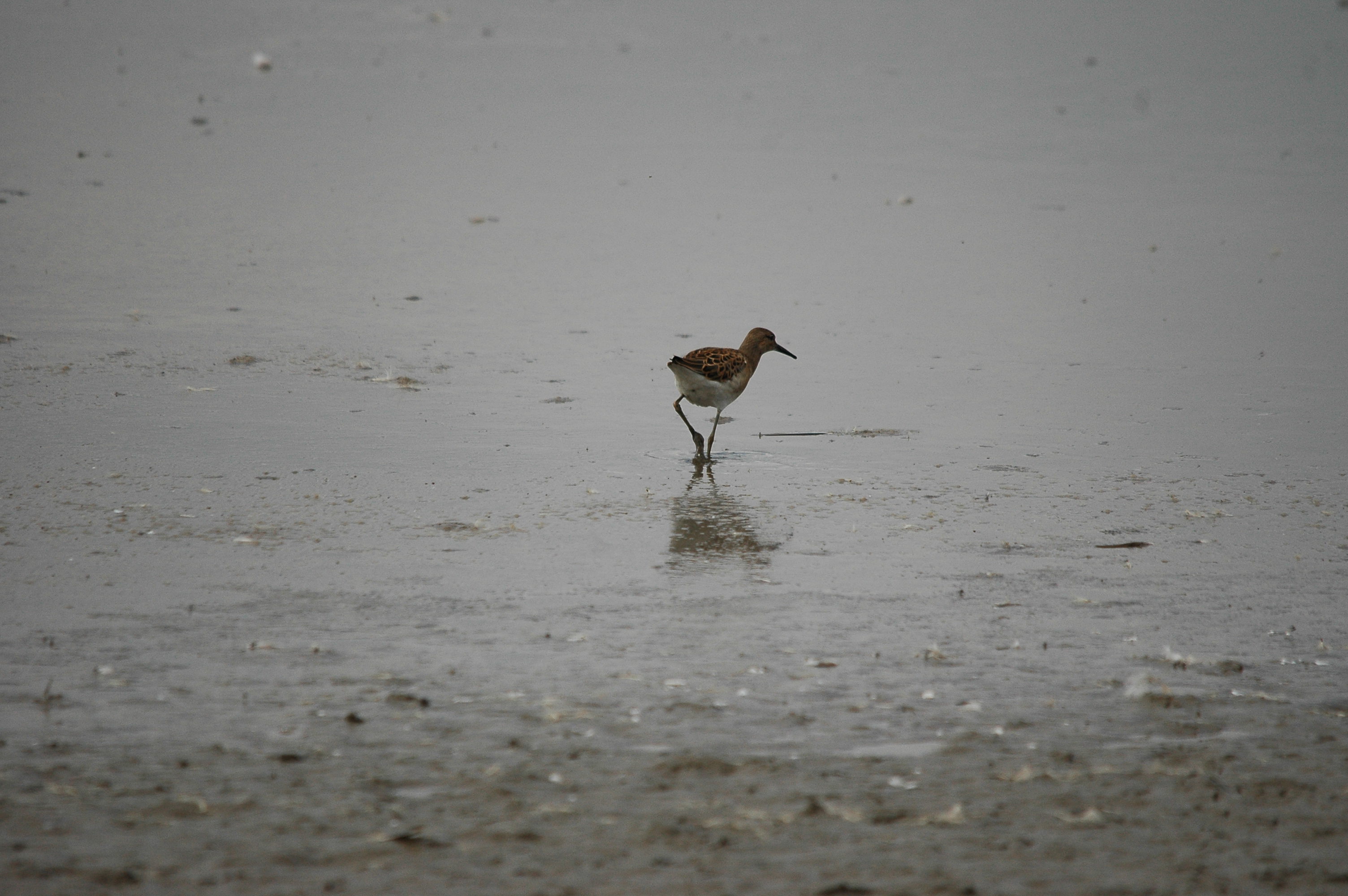 photos/wildlife/Bird_Species/063-Waders/1628-Ruff/dsc_2701.jpg