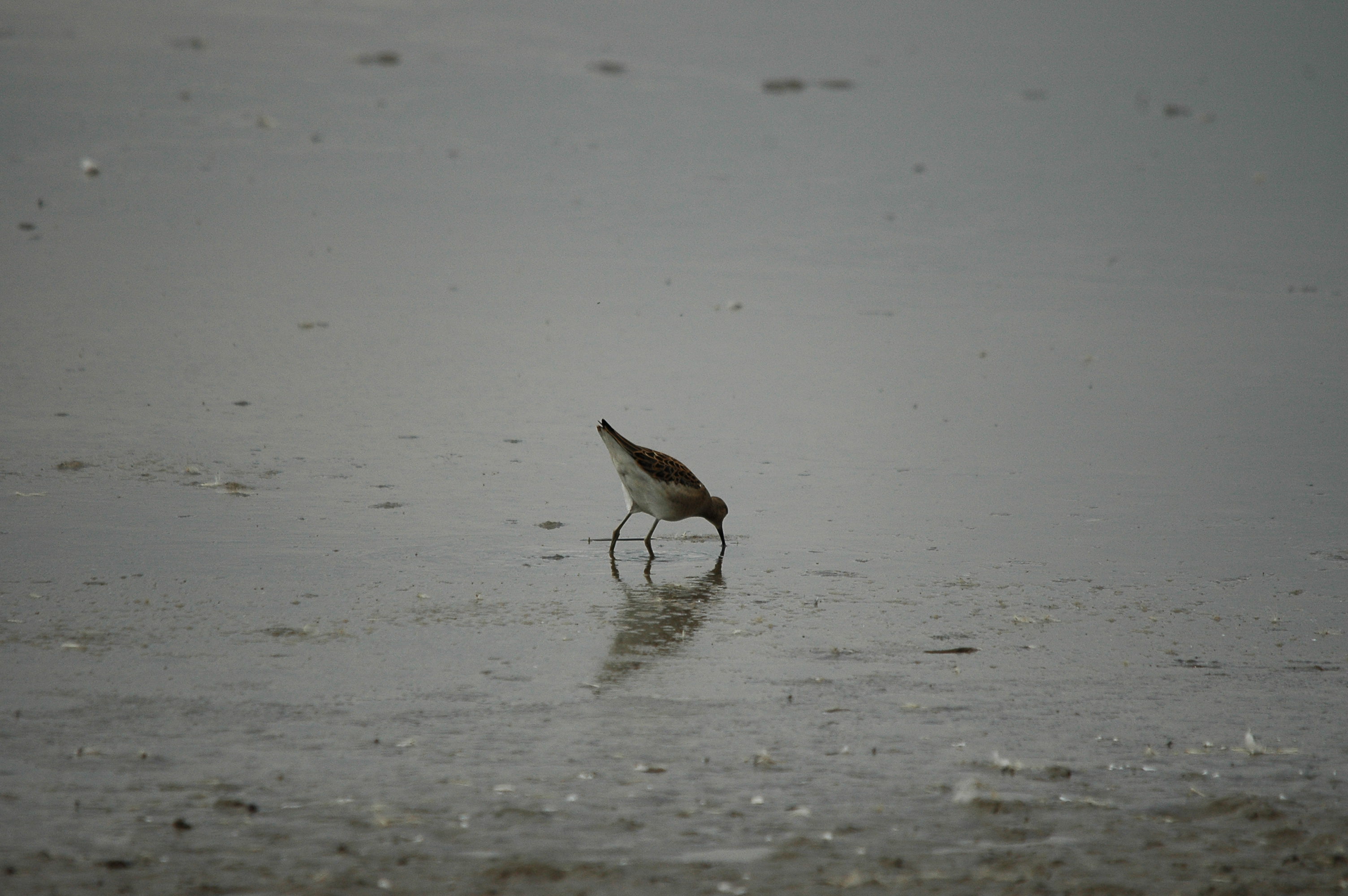 photos/wildlife/Bird_Species/063-Waders/1628-Ruff/dsc_2702.jpg