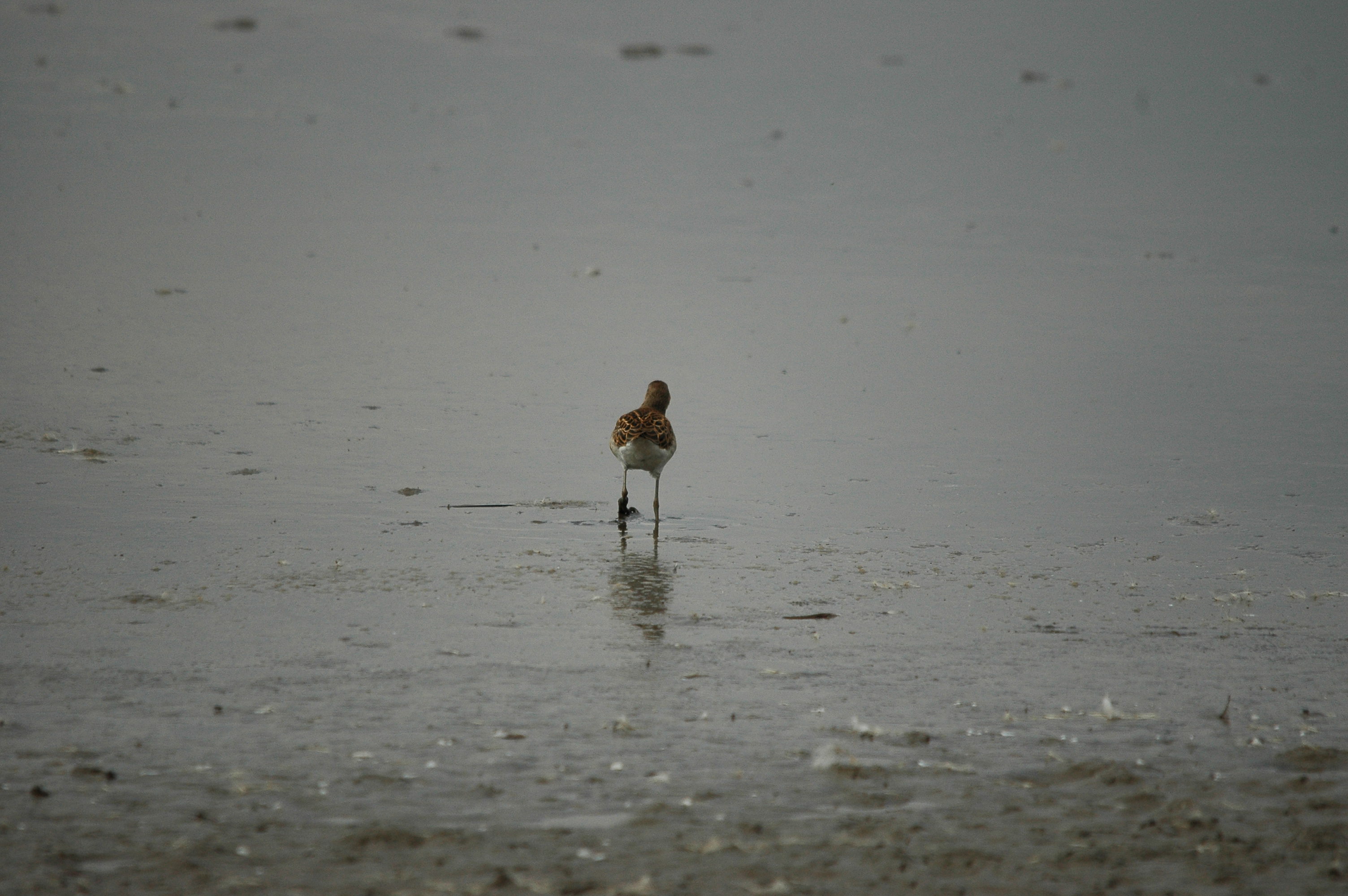 photos/wildlife/Bird_Species/063-Waders/1628-Ruff/dsc_2703.jpg