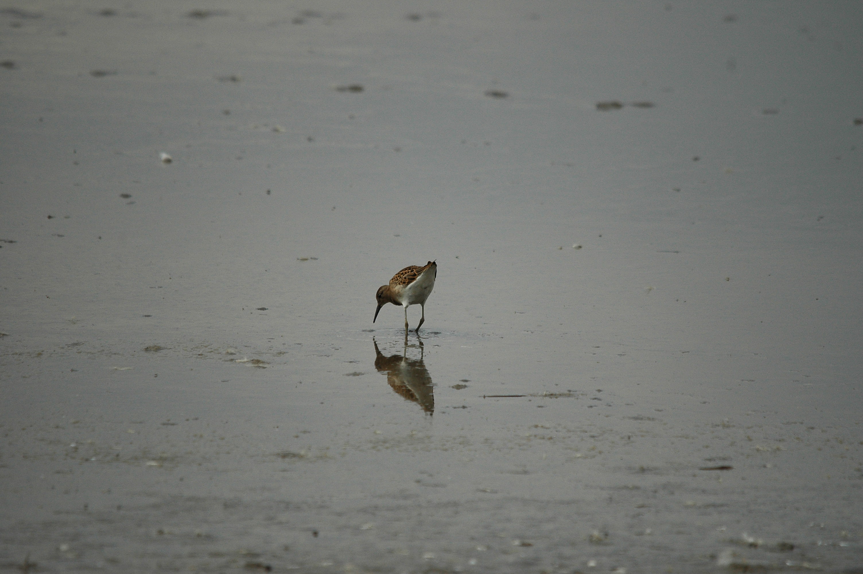 photos/wildlife/Bird_Species/063-Waders/1628-Ruff/dsc_2704.jpg
