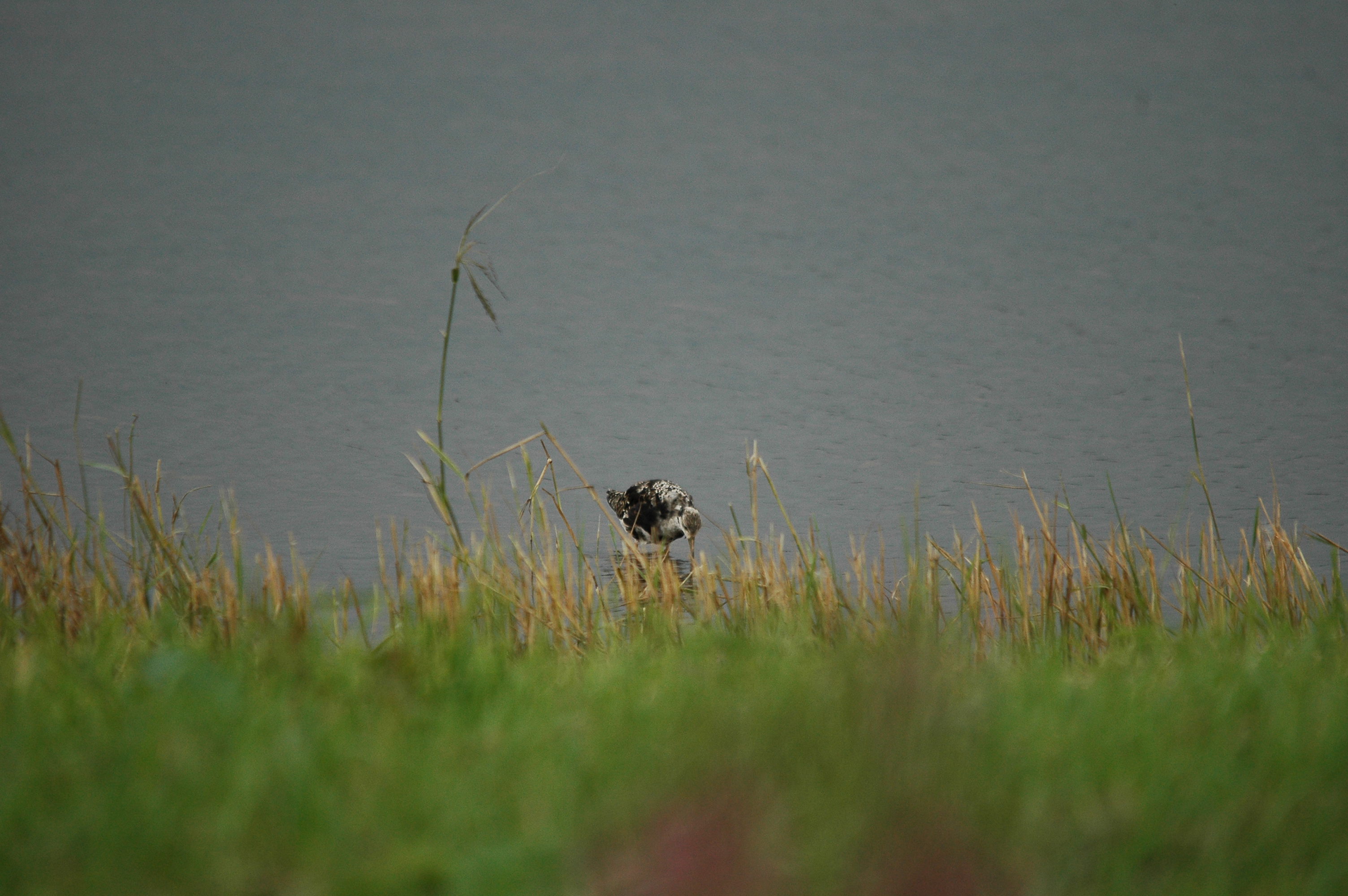 photos/wildlife/Bird_Species/063-Waders/1628-Ruff/dsc_2924.jpg