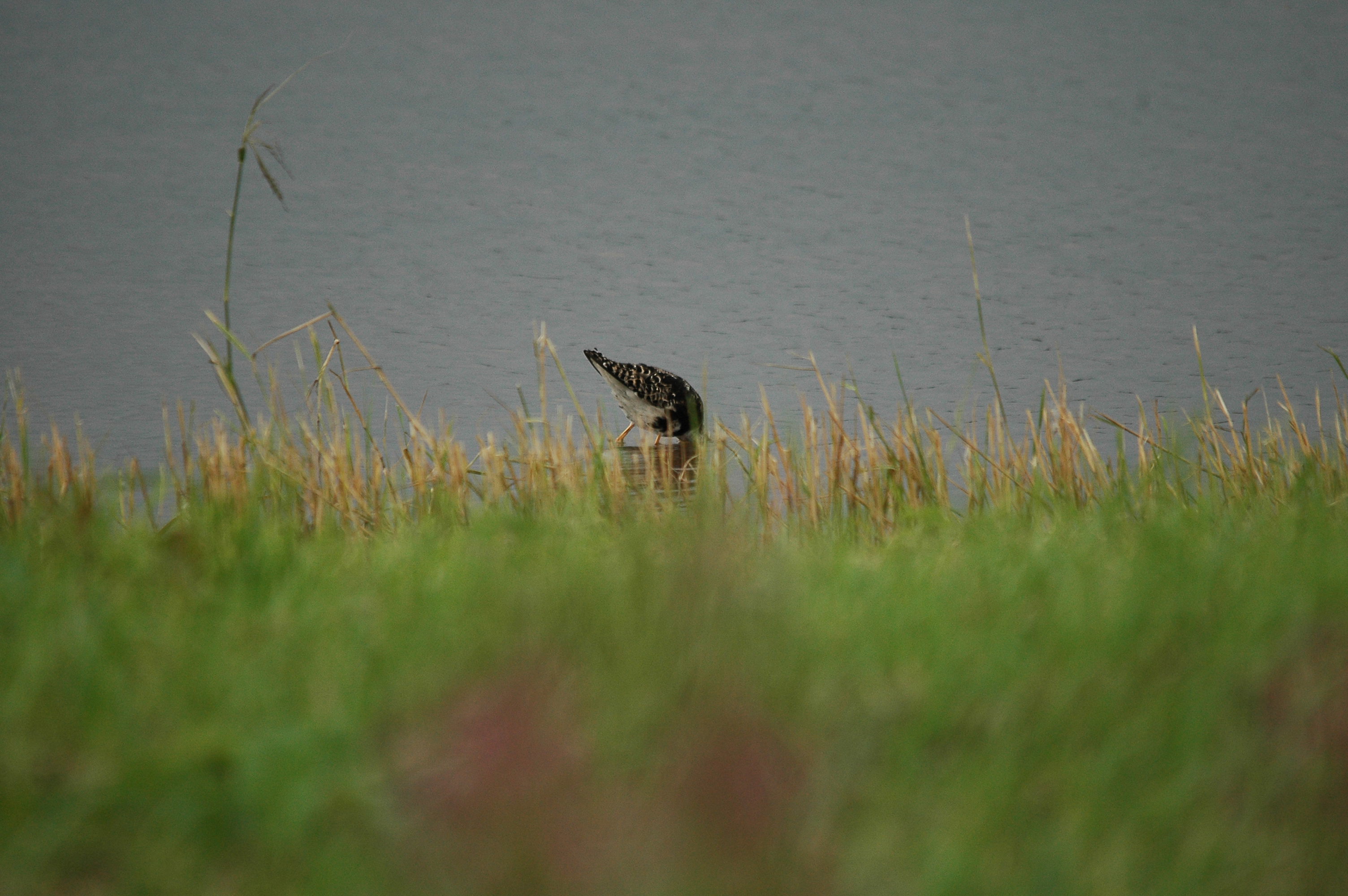 photos/wildlife/Bird_Species/063-Waders/1628-Ruff/dsc_2925.jpg