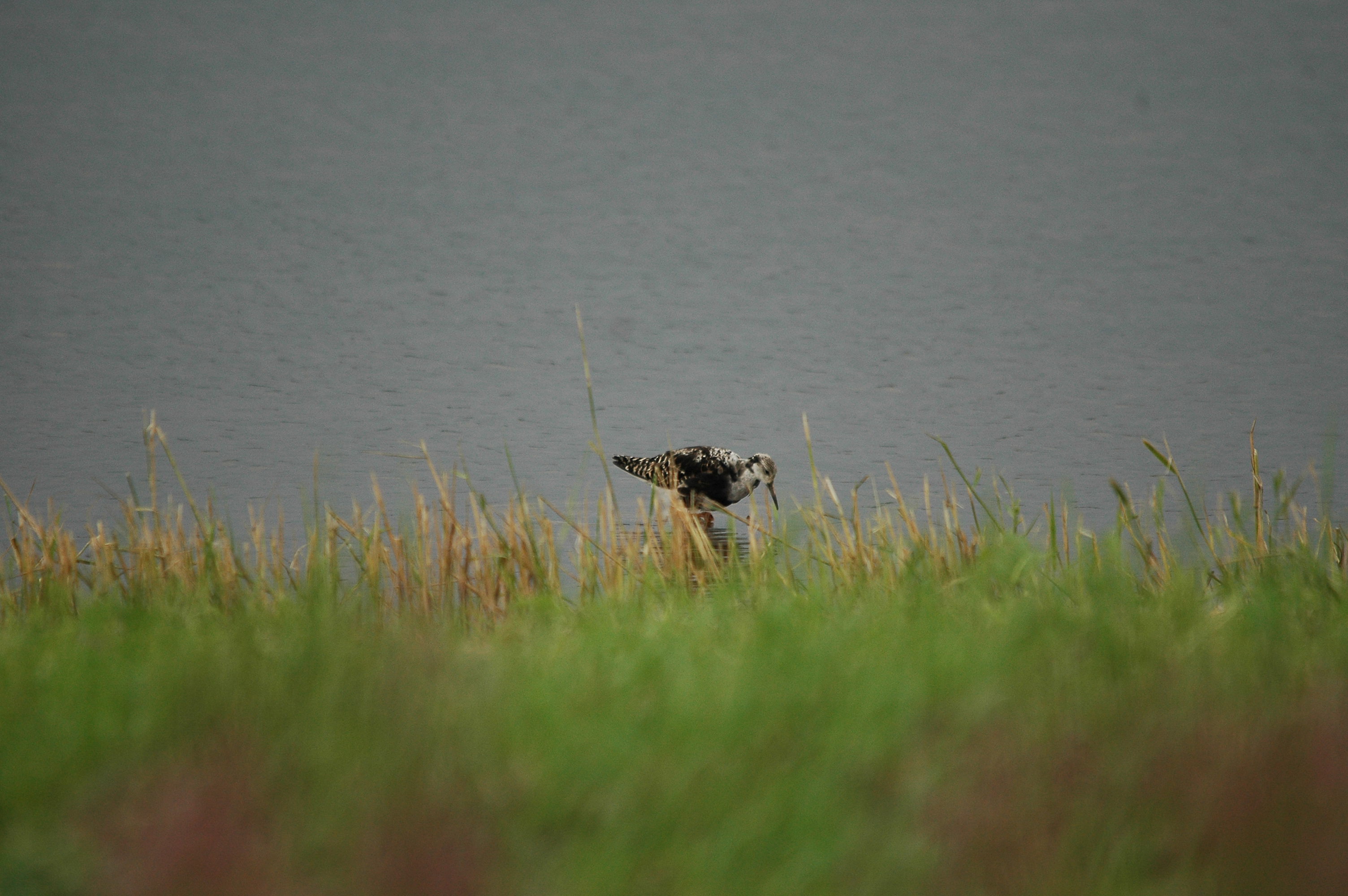 photos/wildlife/Bird_Species/063-Waders/1628-Ruff/dsc_2926.jpg
