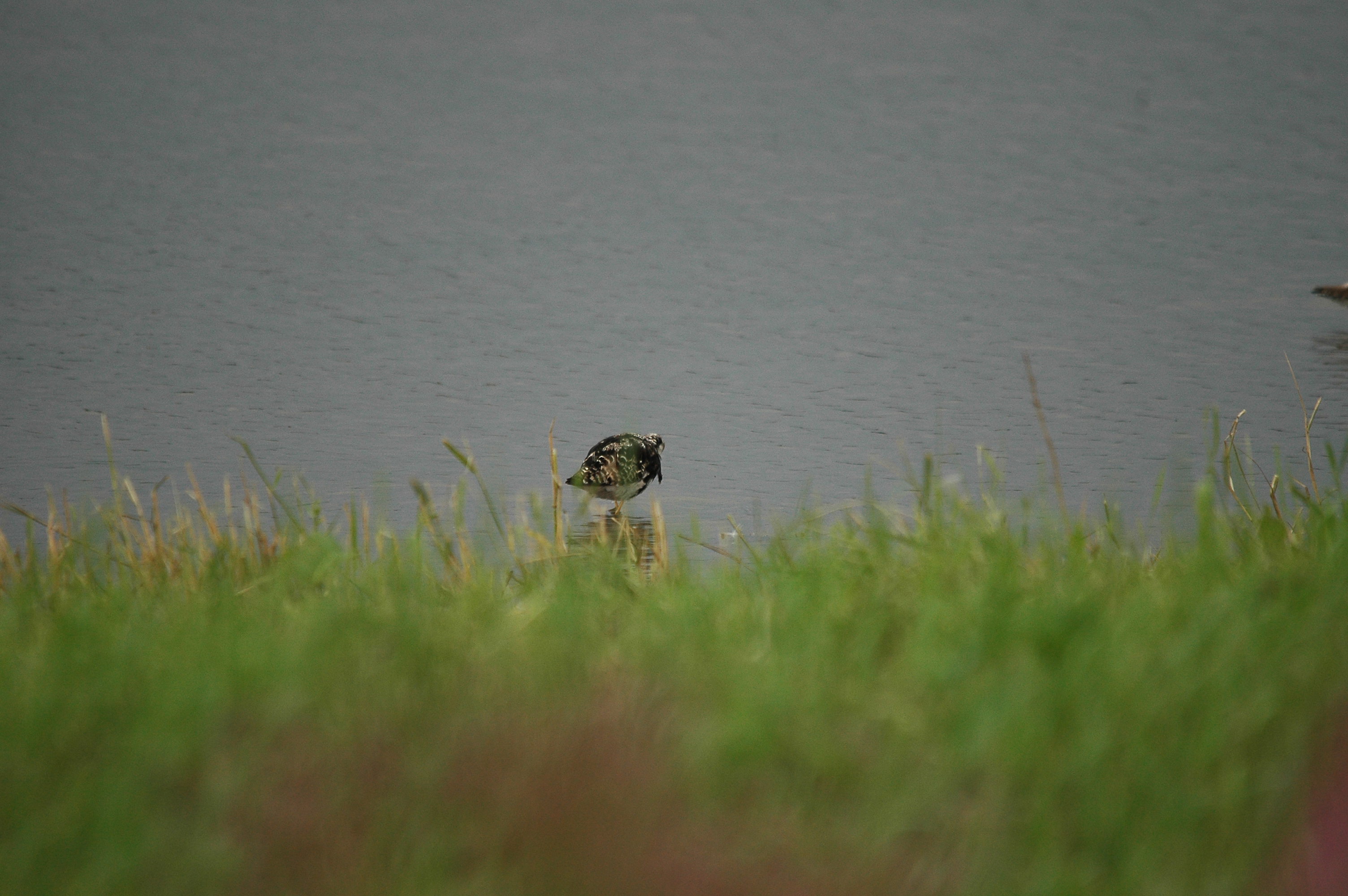 photos/wildlife/Bird_Species/063-Waders/1628-Ruff/dsc_2927.jpg