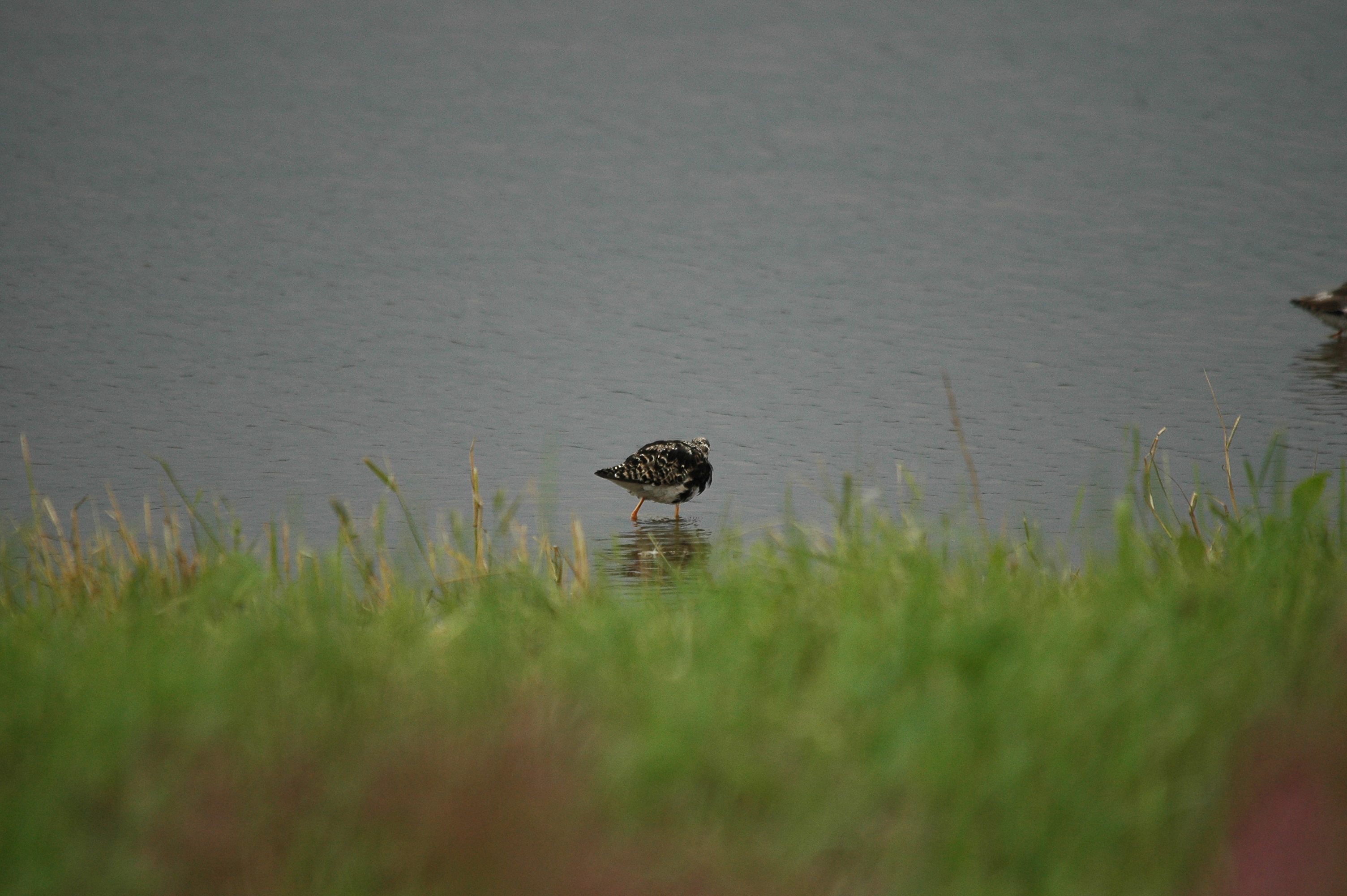 photos/wildlife/Bird_Species/063-Waders/1628-Ruff/dsc_2928.jpg