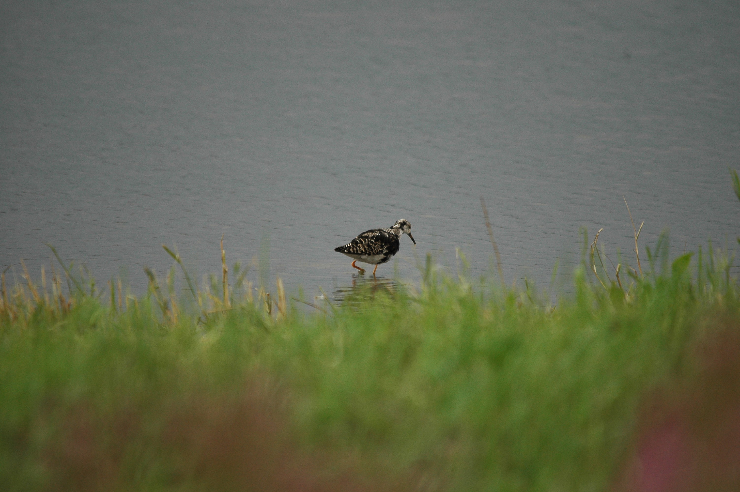 photos/wildlife/Bird_Species/063-Waders/1628-Ruff/dsc_2929.jpg