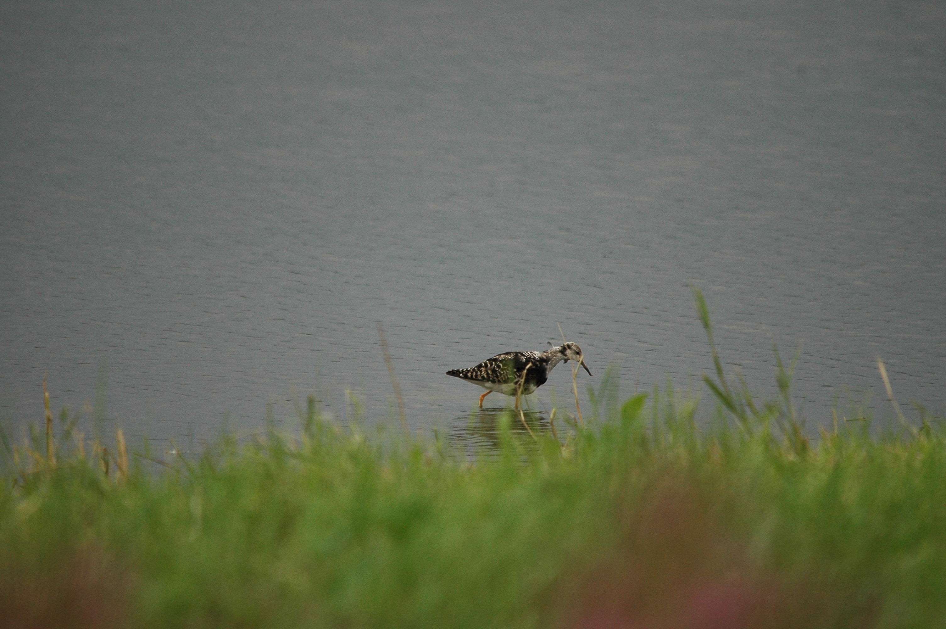 photos/wildlife/Bird_Species/063-Waders/1628-Ruff/dsc_2930.jpg