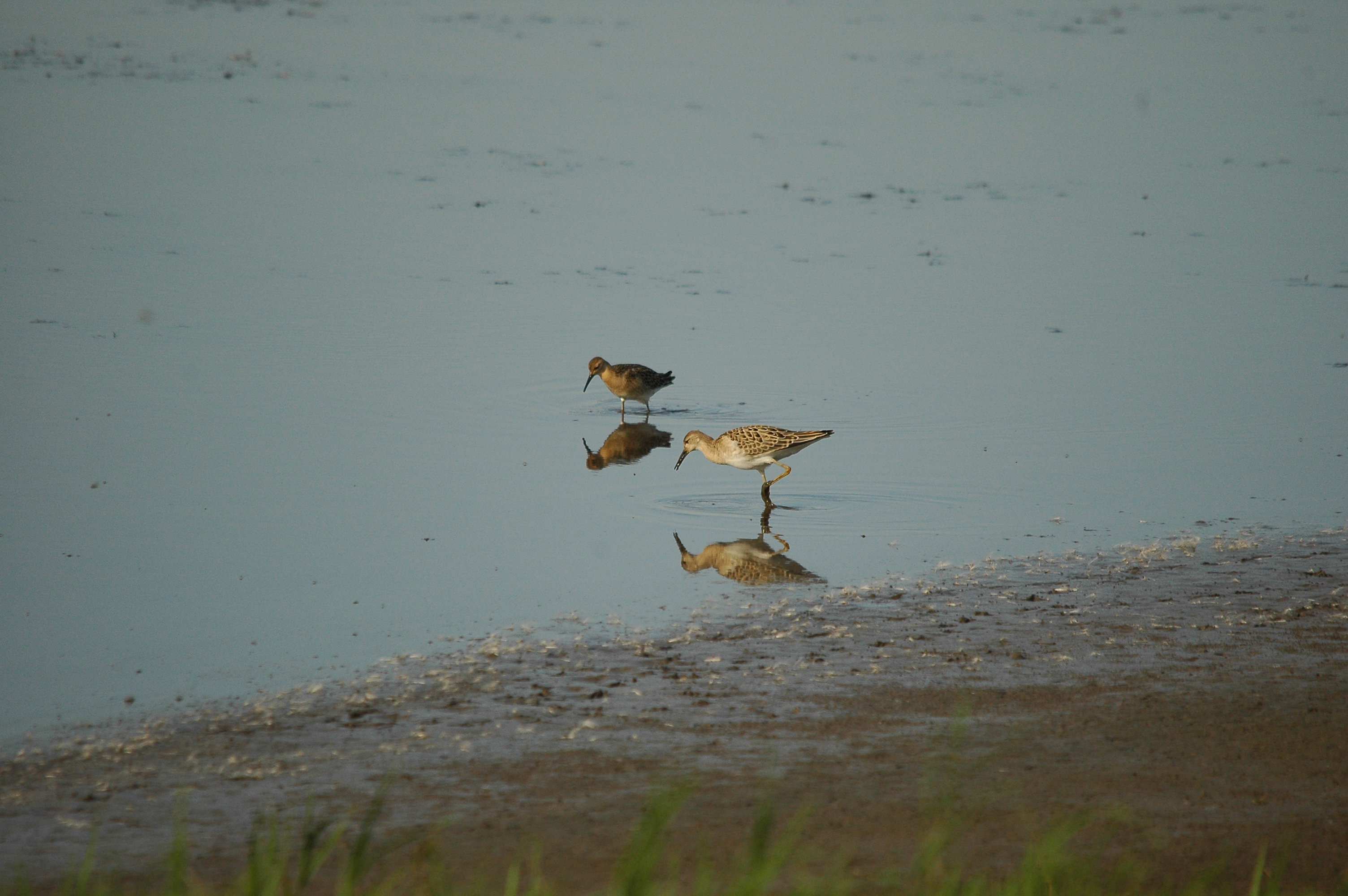 photos/wildlife/Bird_Species/063-Waders/1628-Ruff/dsc_3109.jpg