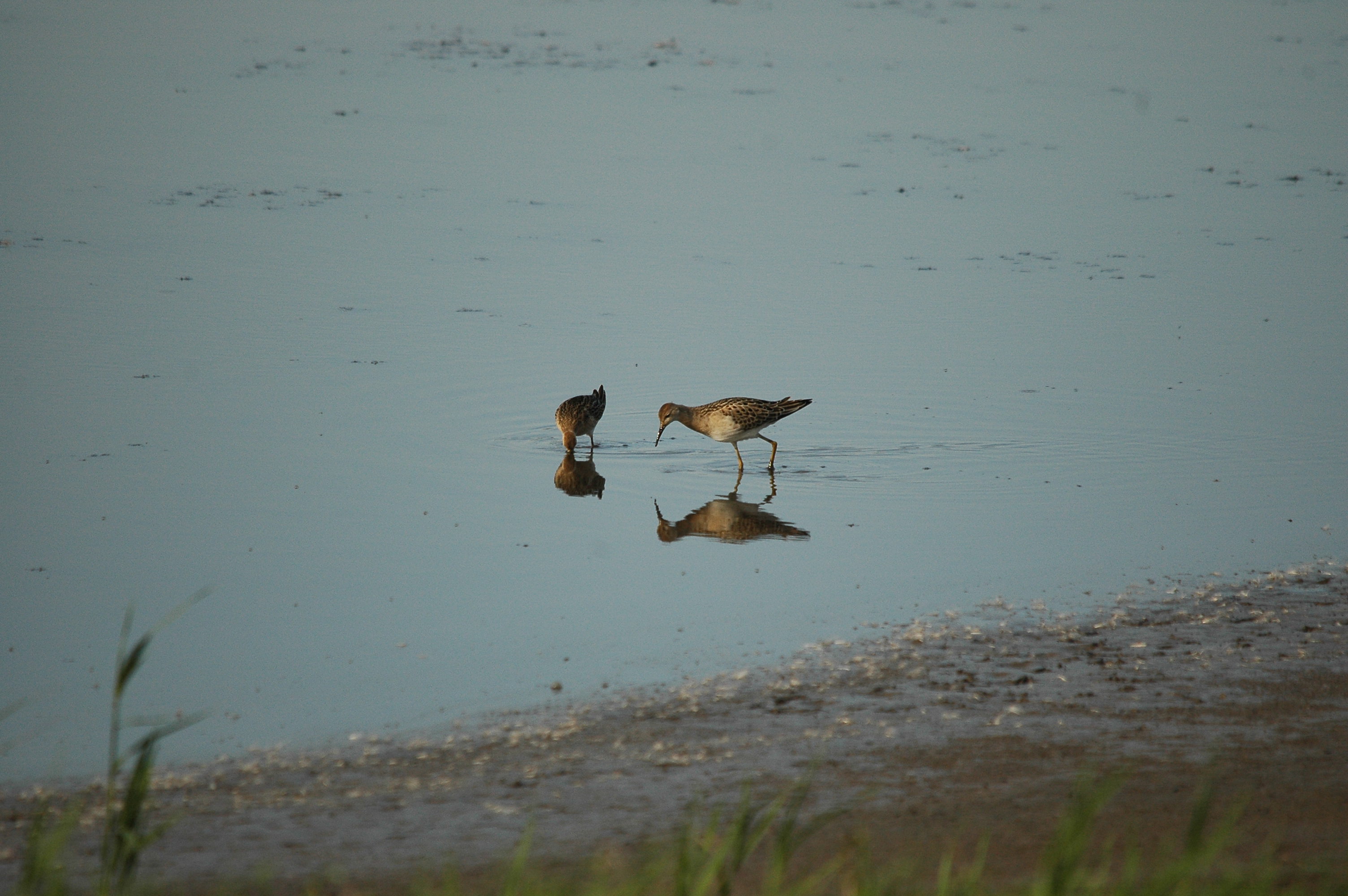 photos/wildlife/Bird_Species/063-Waders/1628-Ruff/dsc_3110.jpg