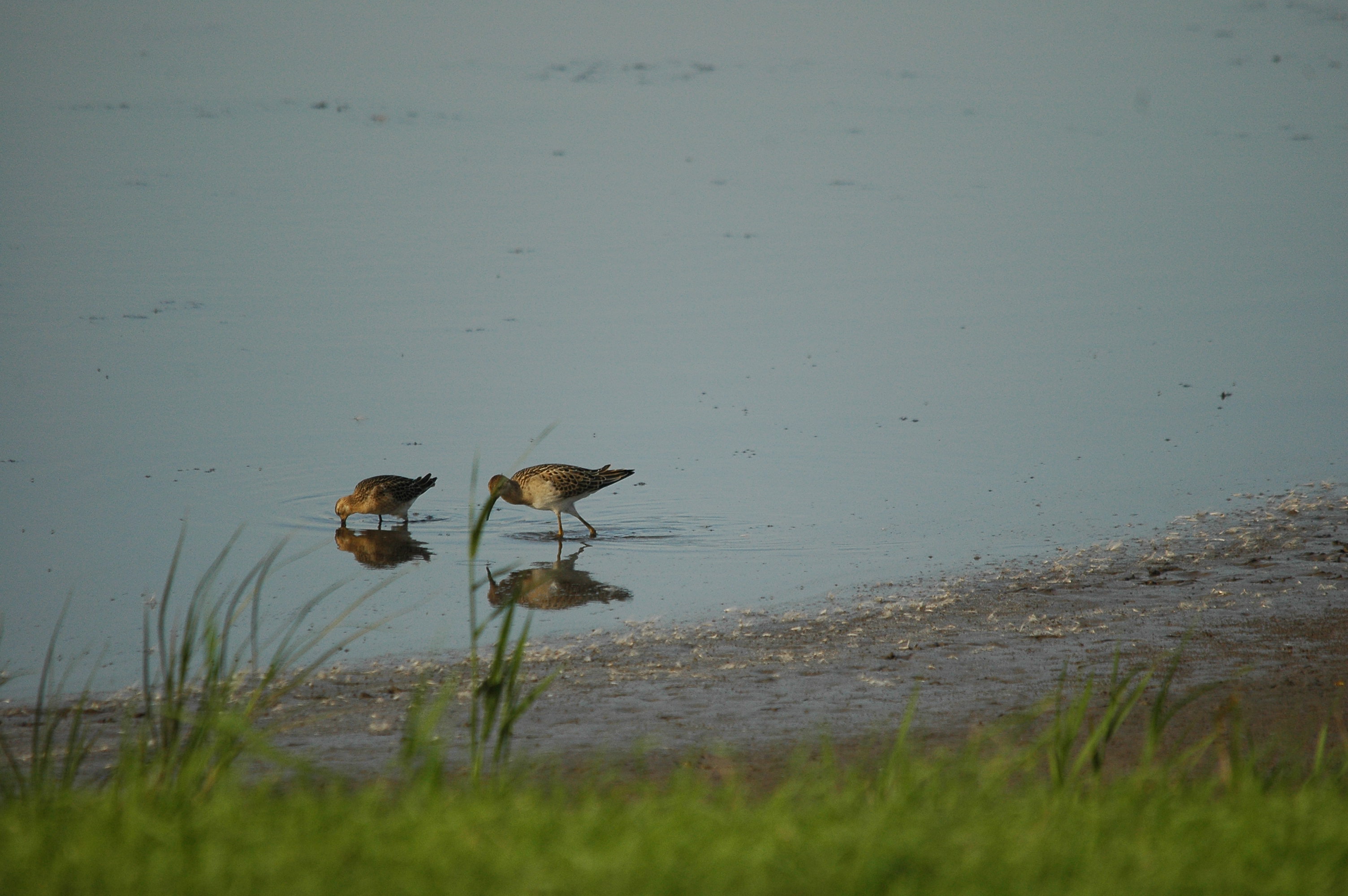 photos/wildlife/Bird_Species/063-Waders/1628-Ruff/dsc_3112.jpg