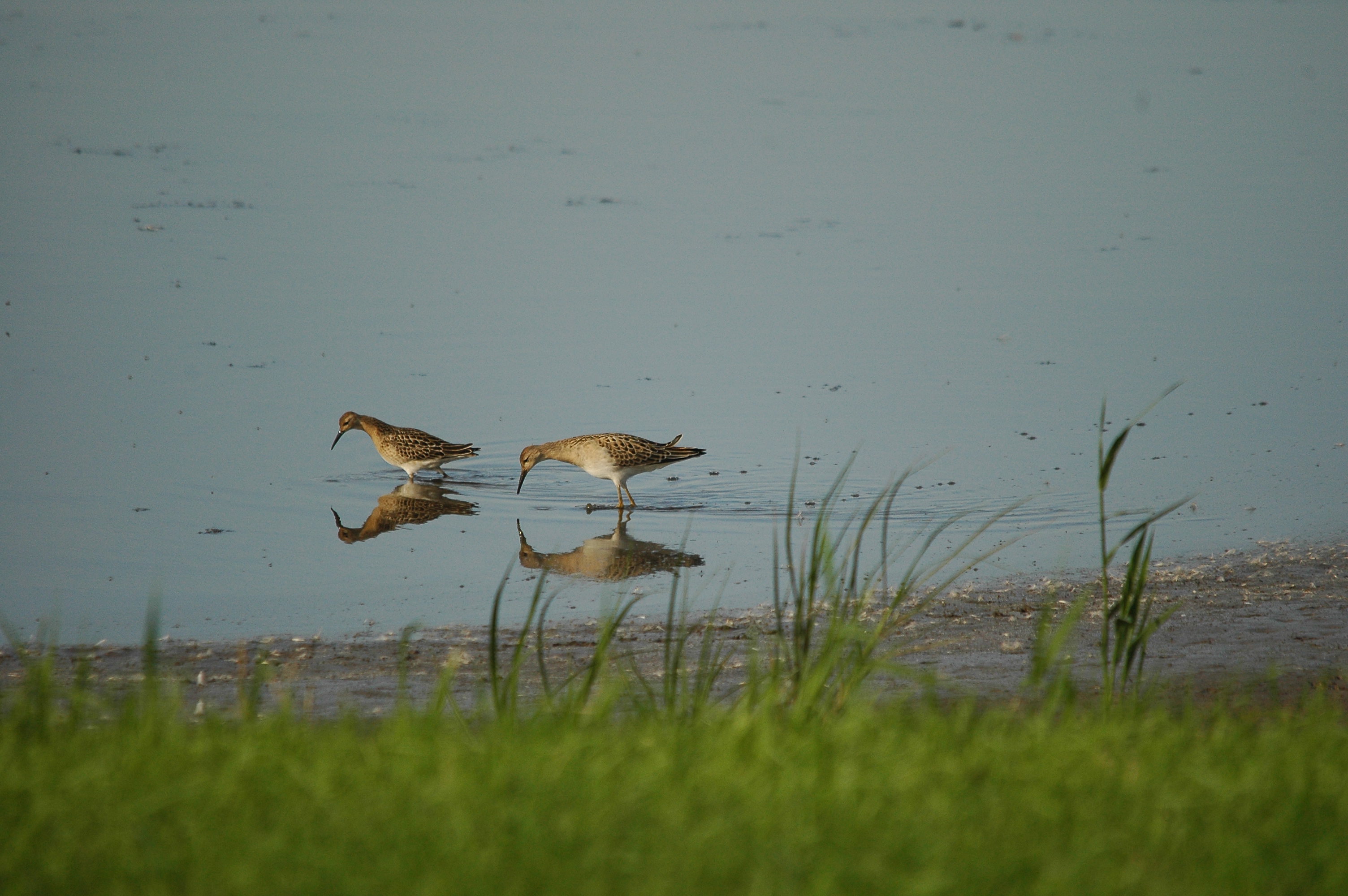 photos/wildlife/Bird_Species/063-Waders/1628-Ruff/dsc_3113.jpg