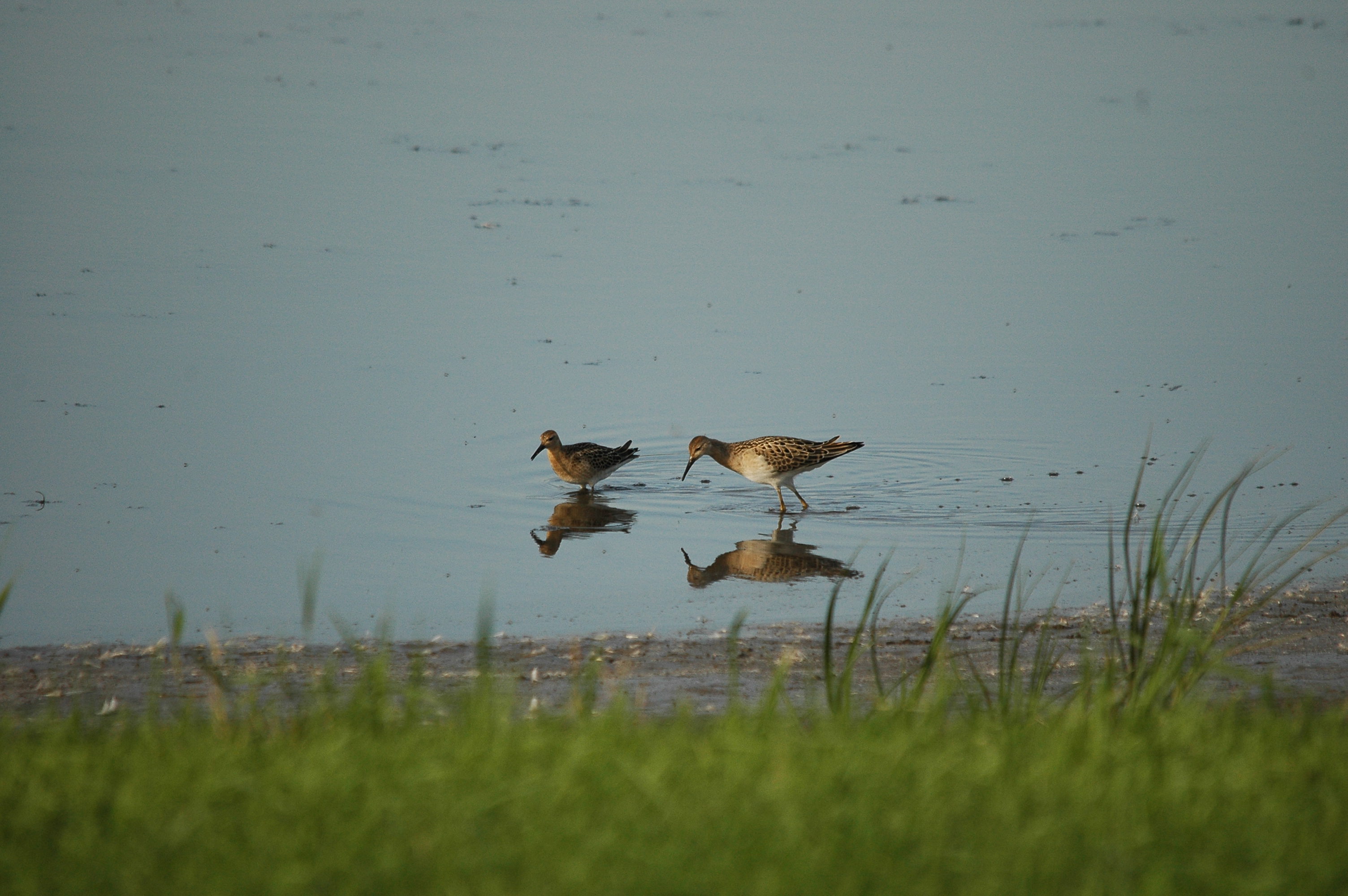 photos/wildlife/Bird_Species/063-Waders/1628-Ruff/dsc_3114.jpg