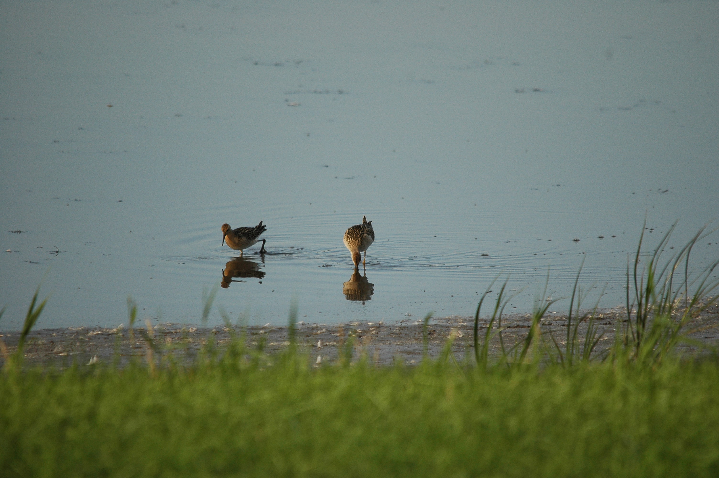 photos/wildlife/Bird_Species/063-Waders/1628-Ruff/dsc_3115.jpg
