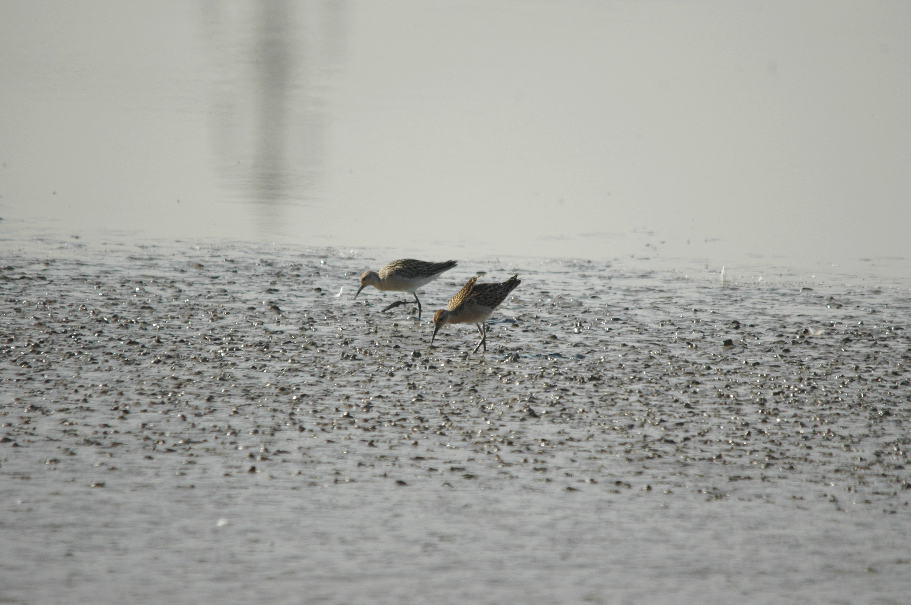 photos/wildlife/Bird_Species/063-Waders/1628-Ruff/dsc_3406.jpg