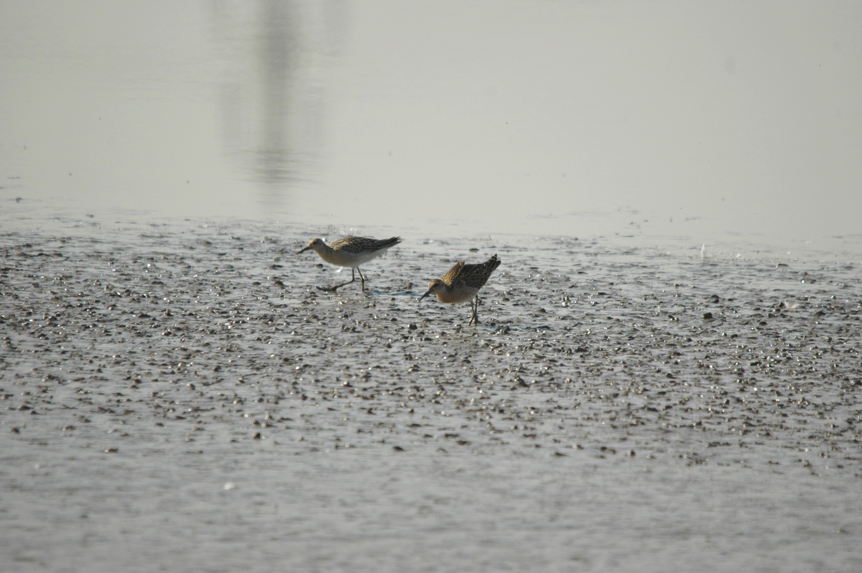 photos/wildlife/Bird_Species/063-Waders/1628-Ruff/dsc_3407.jpg