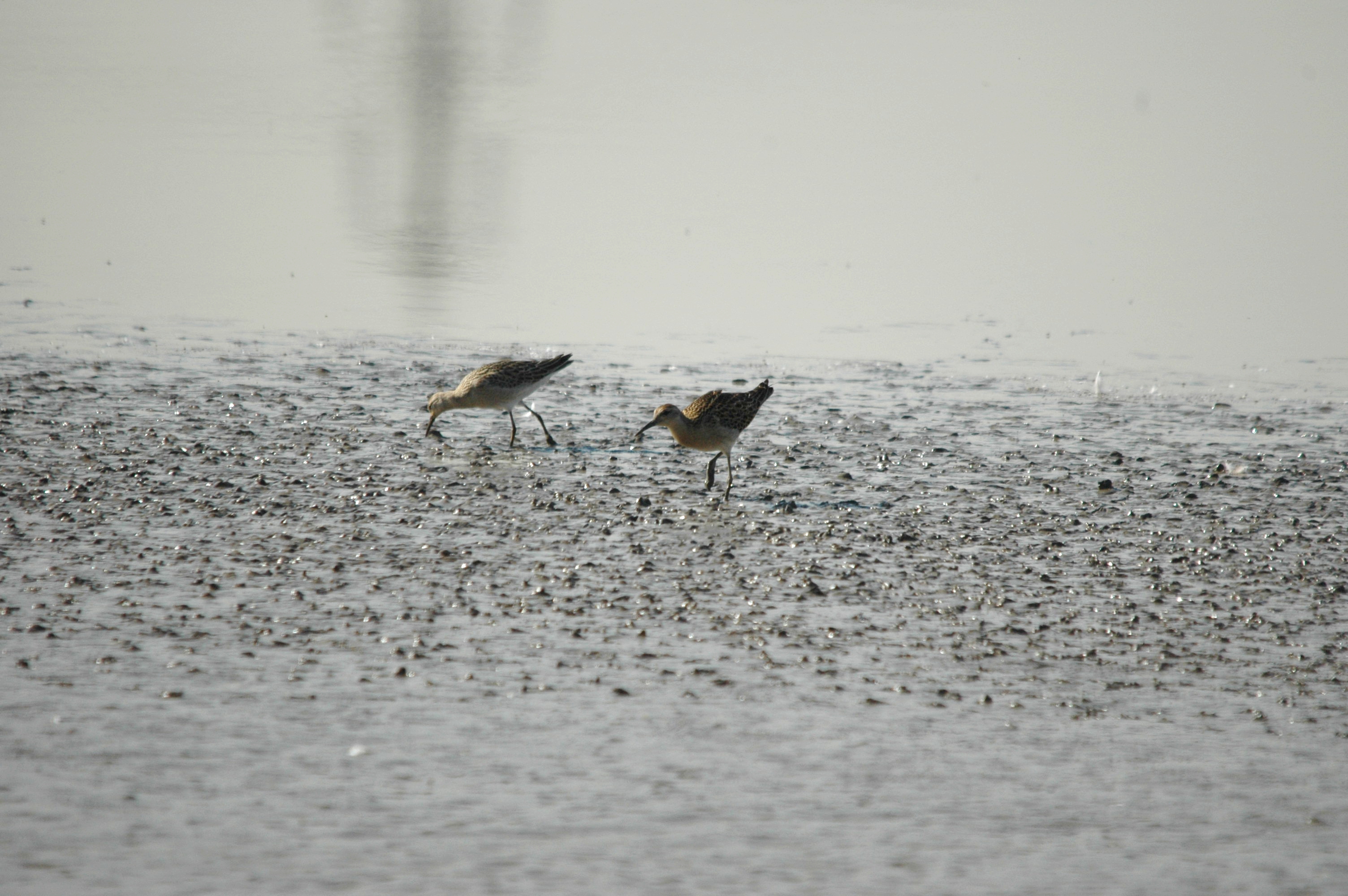 photos/wildlife/Bird_Species/063-Waders/1628-Ruff/dsc_3408.jpg