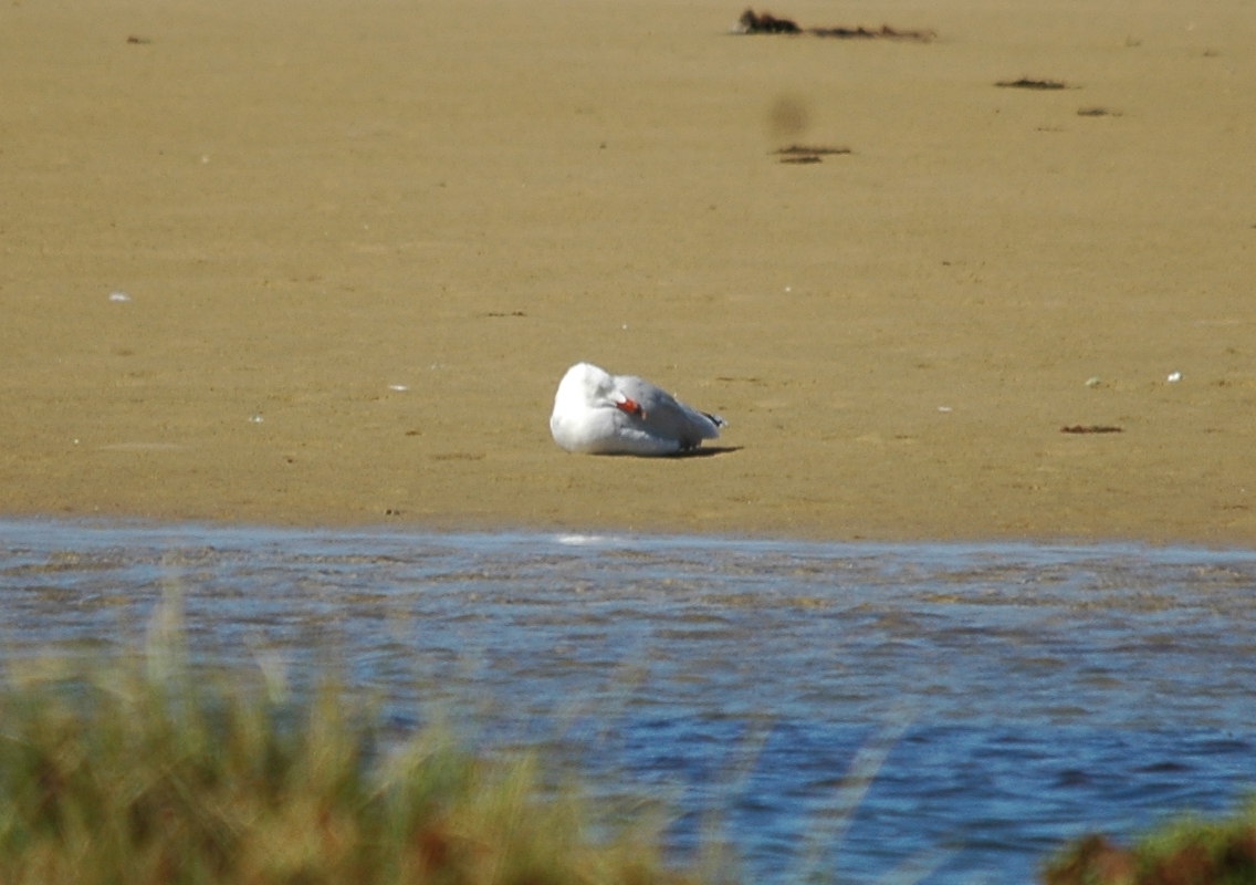 photos/wildlife/Bird_Species/067-Gulls/1654-Audouin's_Gull/20090923-Spain-05_sm.jpg