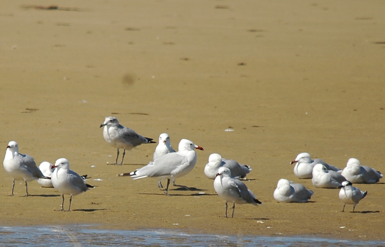 photos/wildlife/Bird_Species/067-Gulls/1654-Audouin's_Gull/20090923-Spain-09_sm.jpg
