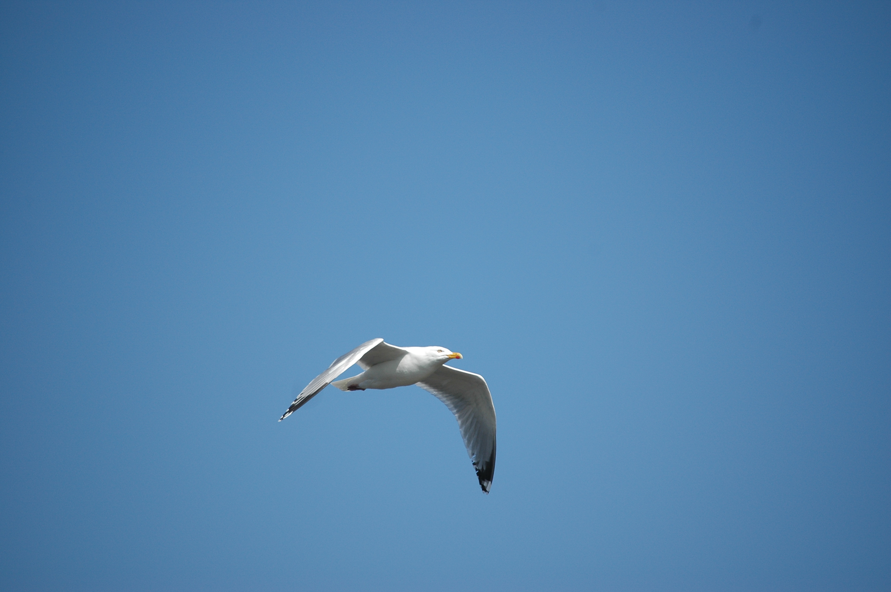 photos/wildlife/Bird_Species/067-Gulls/1658-Herring_Gull/20080515-Lunga-01.jpg