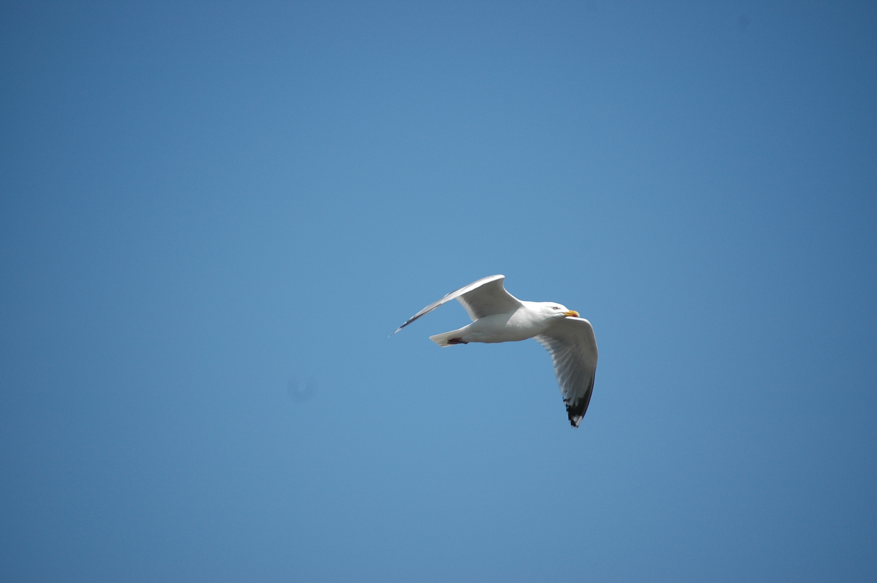 photos/wildlife/Bird_Species/067-Gulls/1658-Herring_Gull/20080515-Lunga-02.jpg