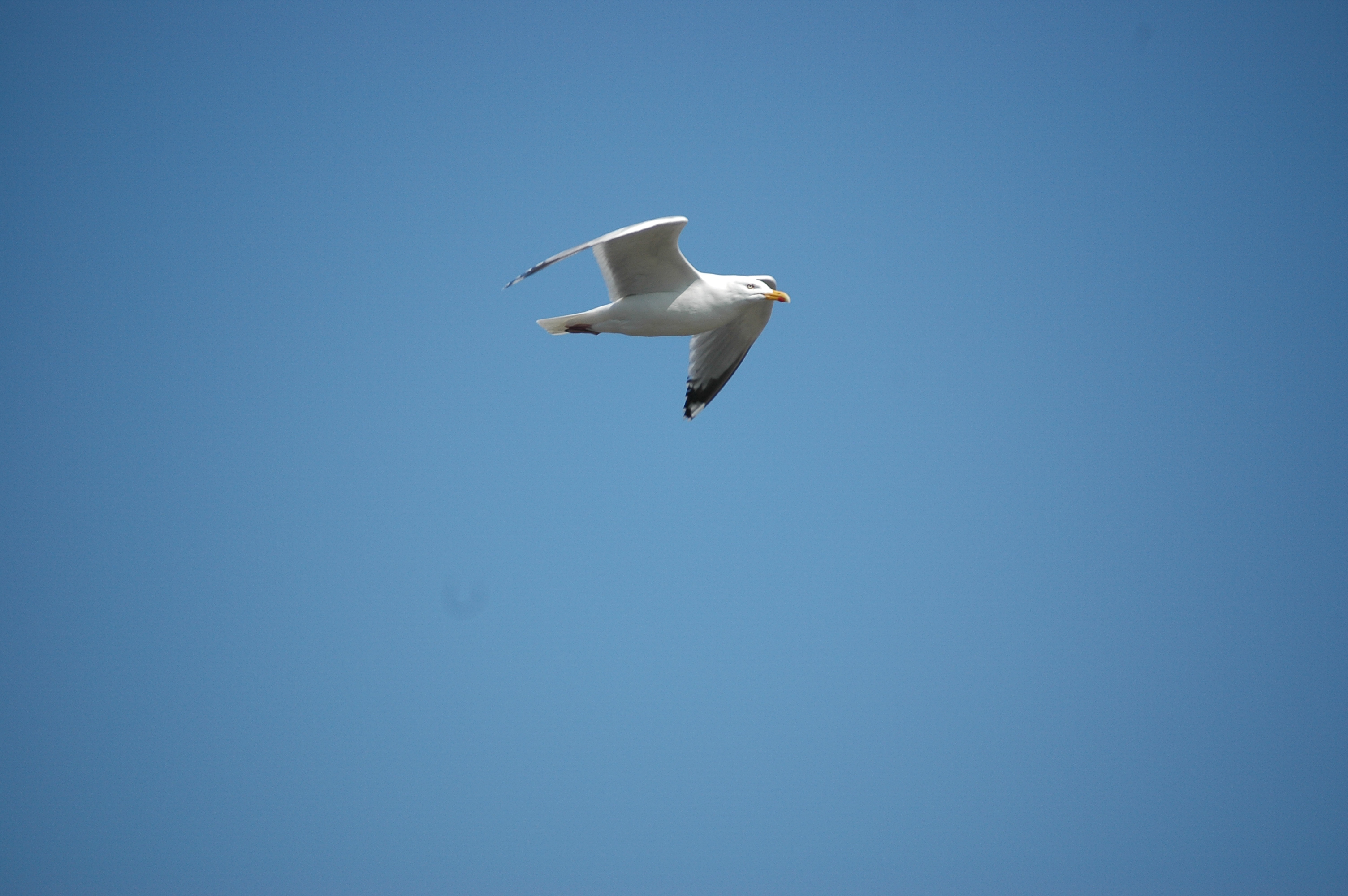 photos/wildlife/Bird_Species/067-Gulls/1658-Herring_Gull/20080515-Lunga-03.jpg