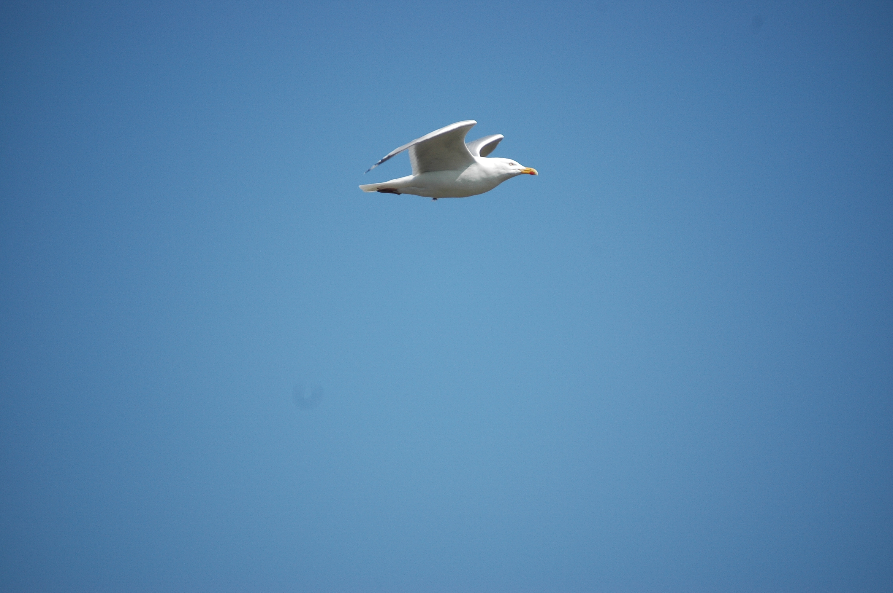 photos/wildlife/Bird_Species/067-Gulls/1658-Herring_Gull/20080515-Lunga-04.jpg