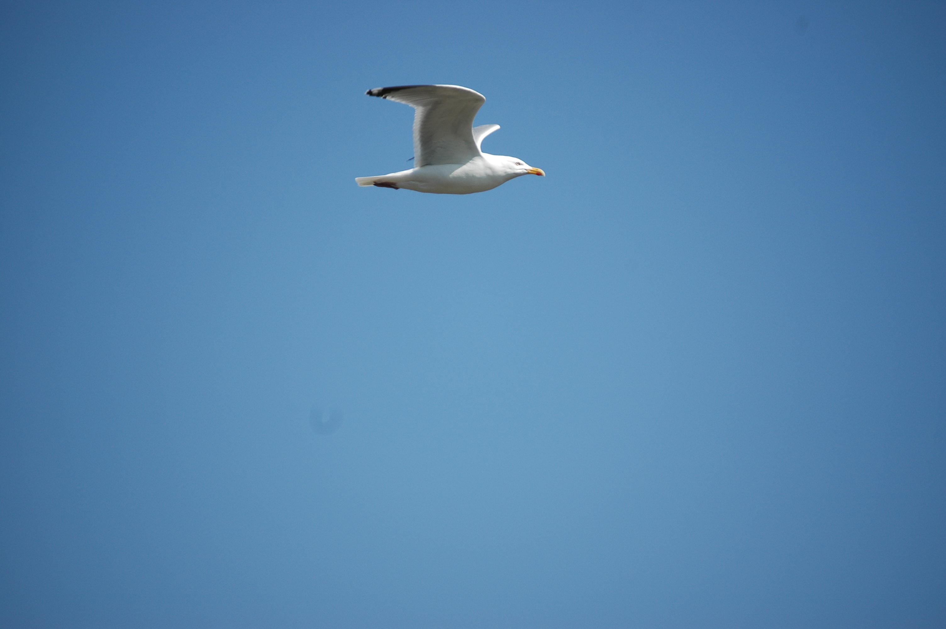 photos/wildlife/Bird_Species/067-Gulls/1658-Herring_Gull/20080515-Lunga-05.jpg