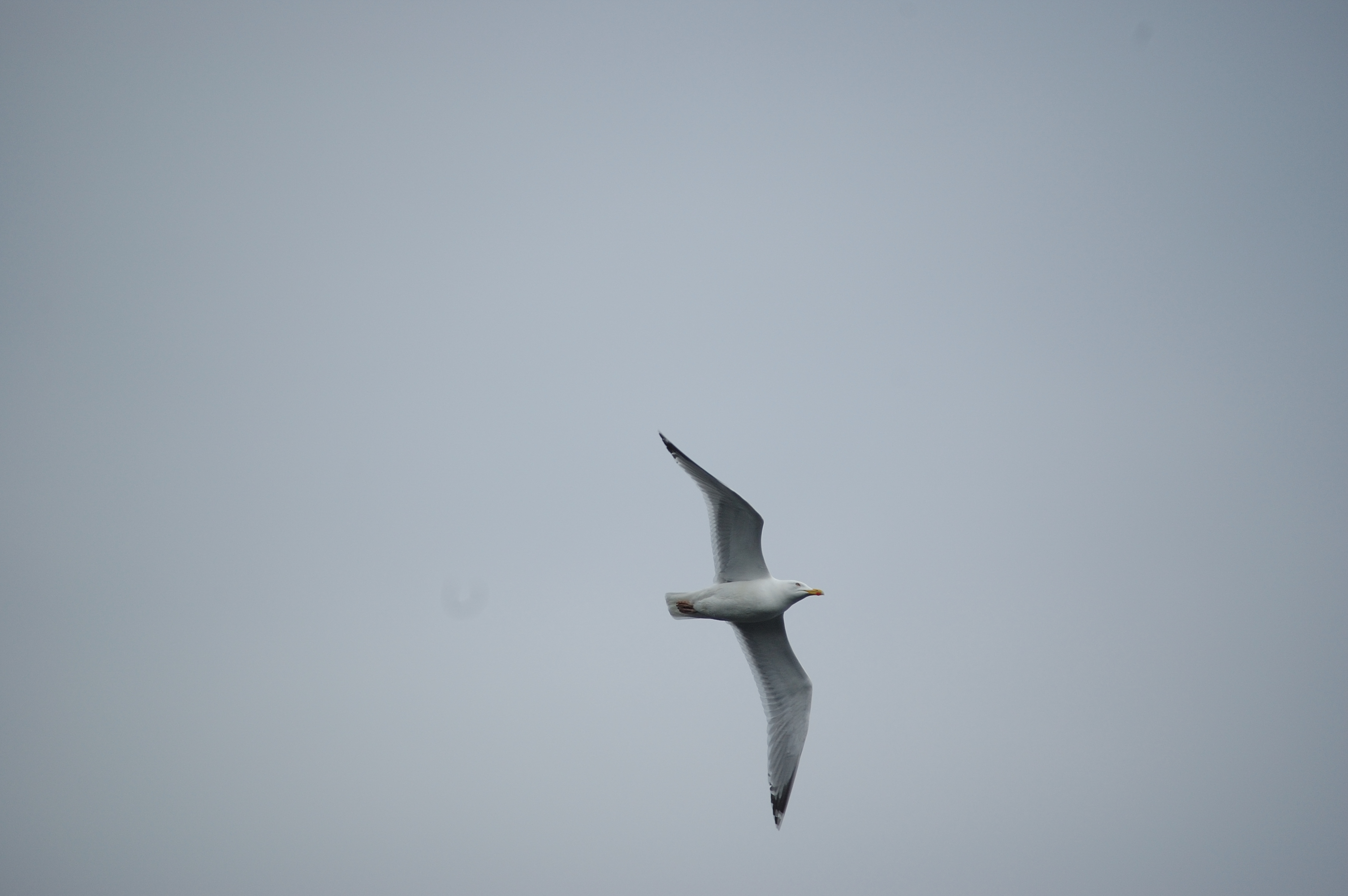photos/wildlife/Bird_Species/067-Gulls/1658-Herring_Gull/20080515-Mull-01.jpg