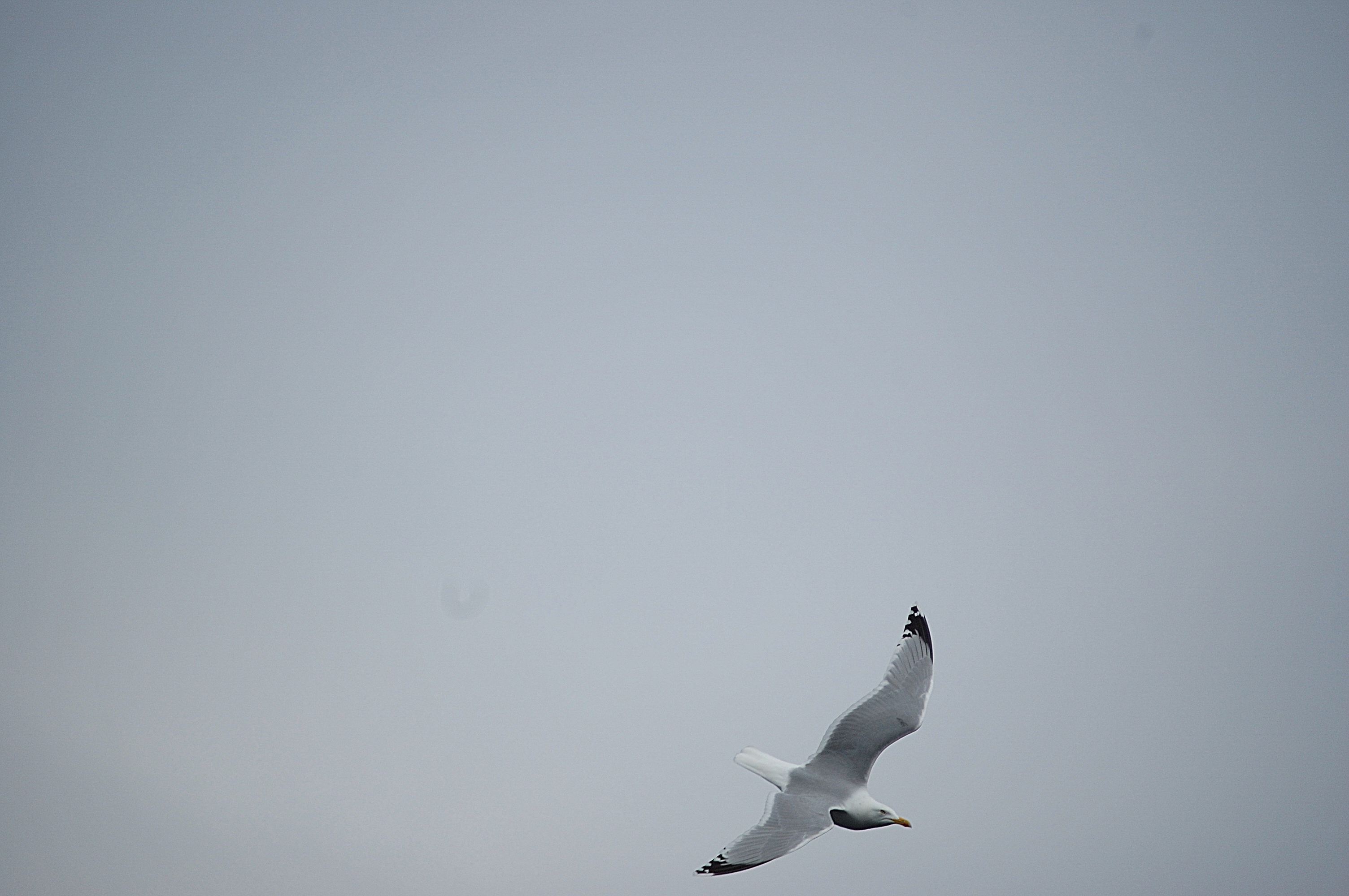 photos/wildlife/Bird_Species/067-Gulls/1658-Herring_Gull/20080515-Mull-02.jpg