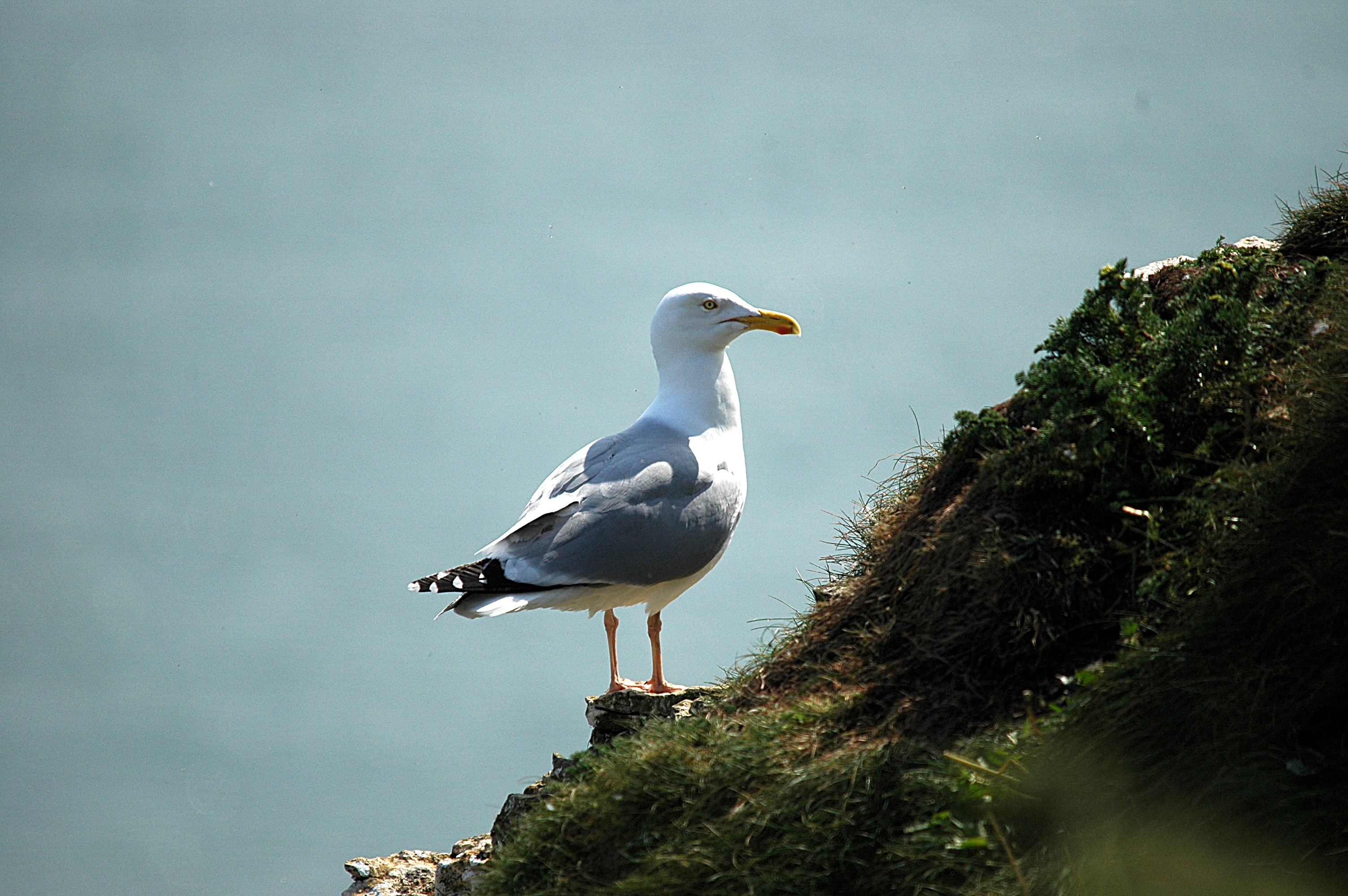 photos/wildlife/Bird_Species/067-Gulls/1658-Herring_Gull/DSC_5662.JPG