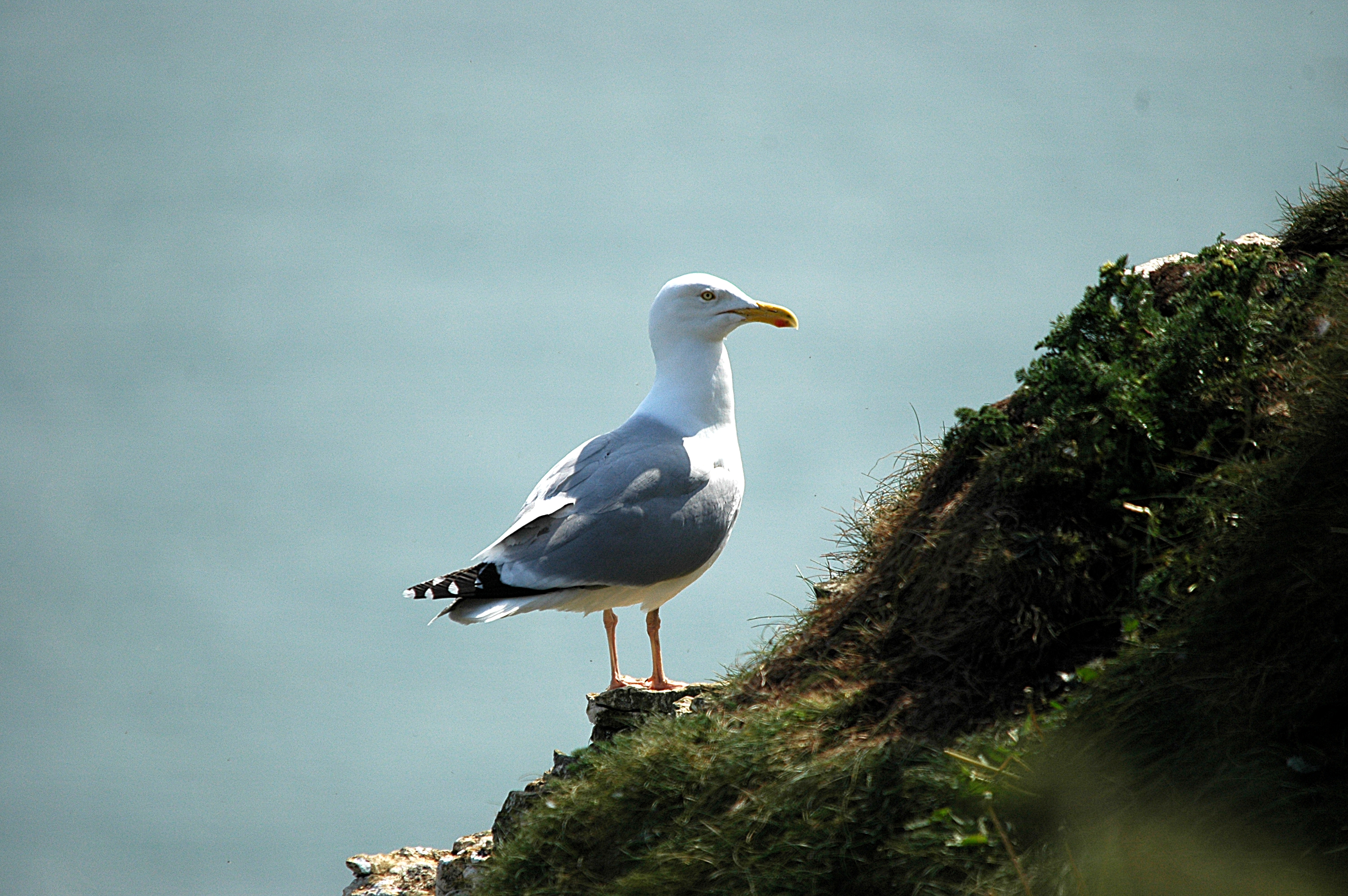 photos/wildlife/Bird_Species/067-Gulls/1658-Herring_Gull/DSC_5663.JPG