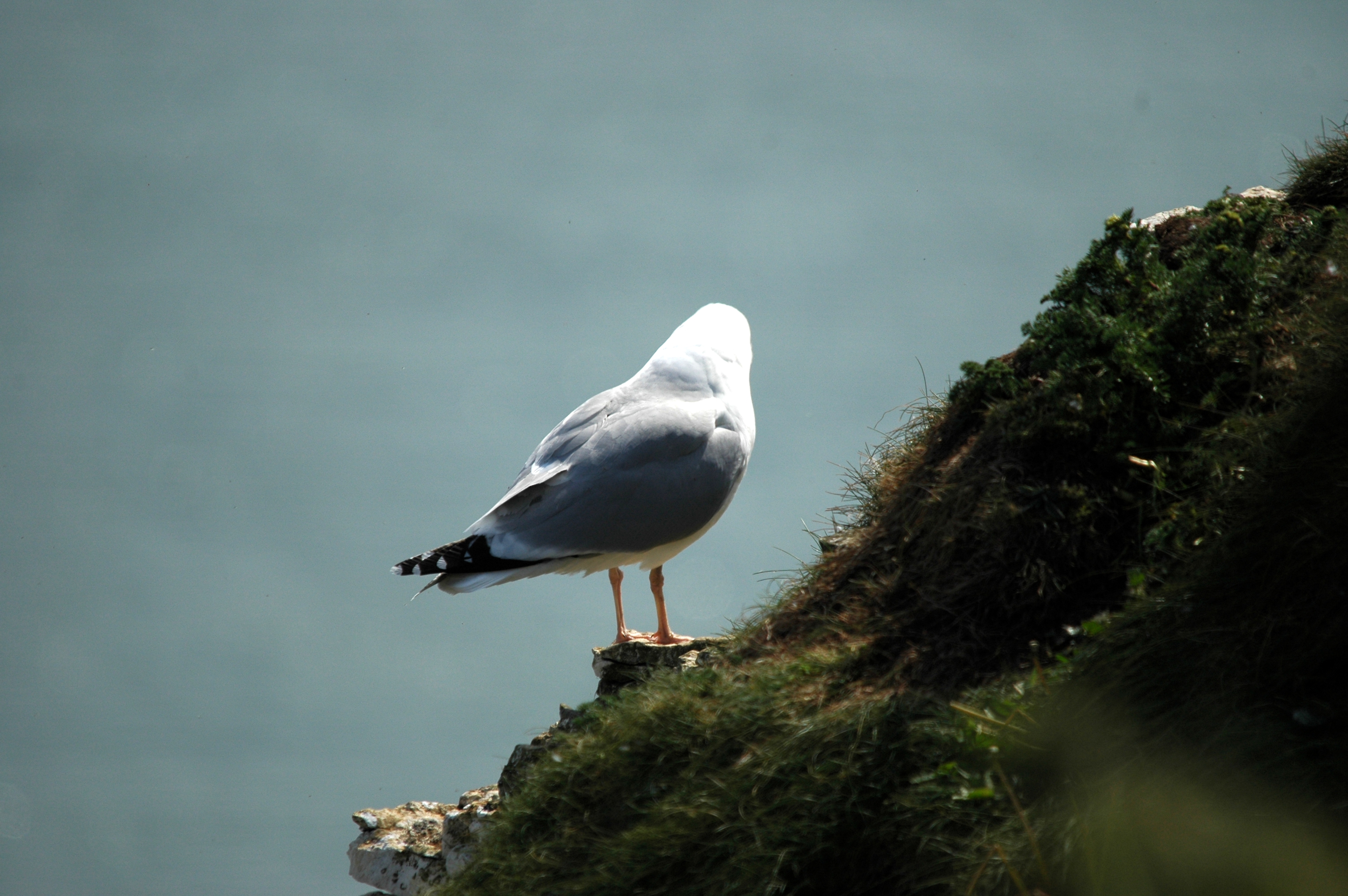 photos/wildlife/Bird_Species/067-Gulls/1658-Herring_Gull/DSC_5664.JPG