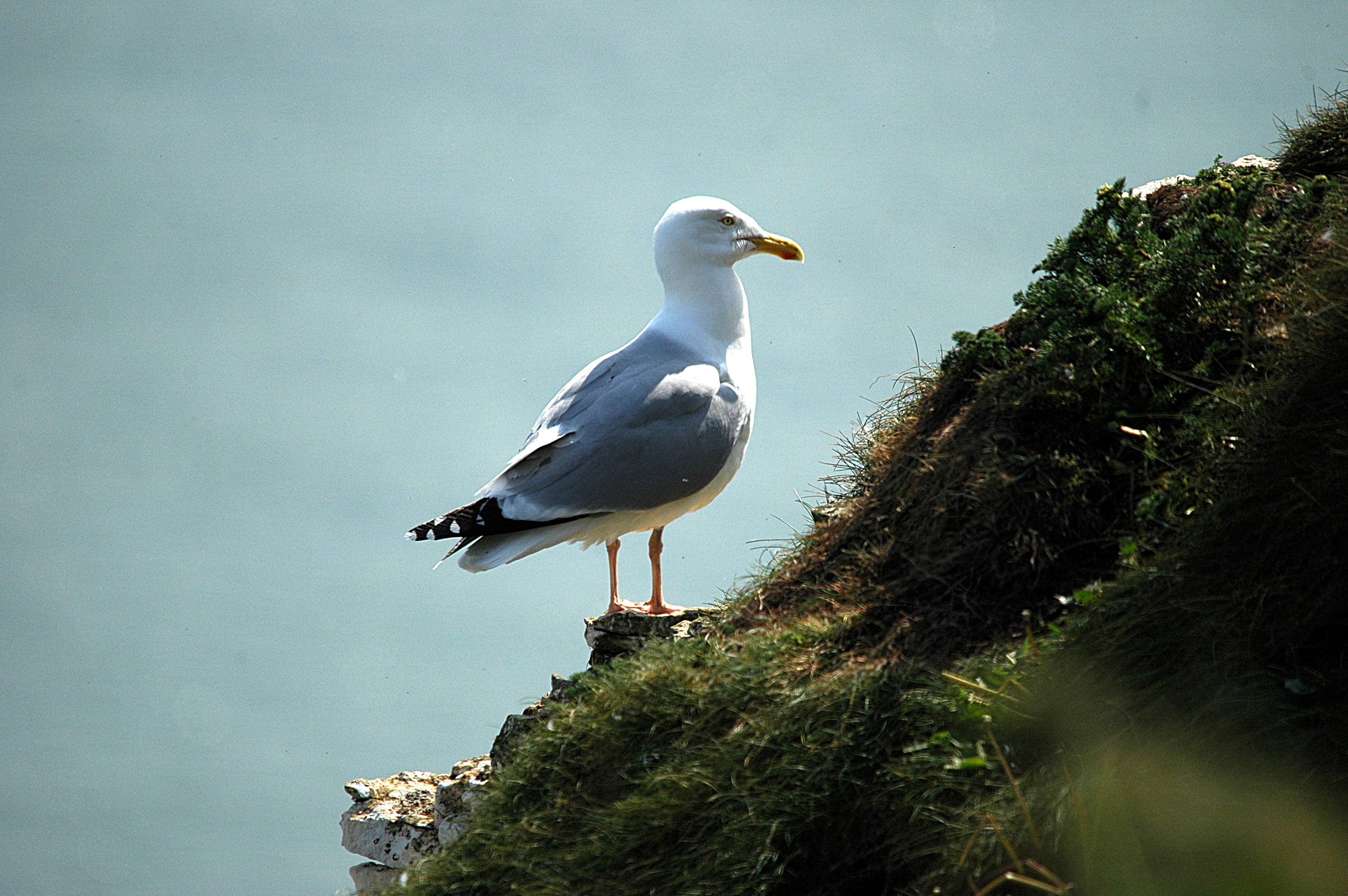 photos/wildlife/Bird_Species/067-Gulls/1658-Herring_Gull/DSC_5665.JPG