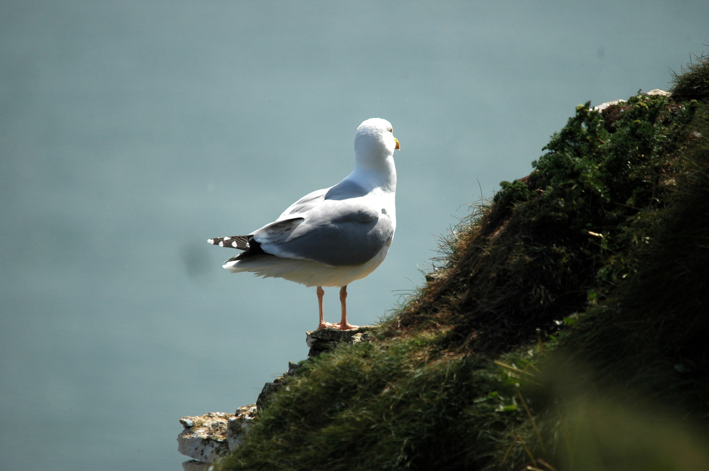 photos/wildlife/Bird_Species/067-Gulls/1658-Herring_Gull/DSC_5666.JPG