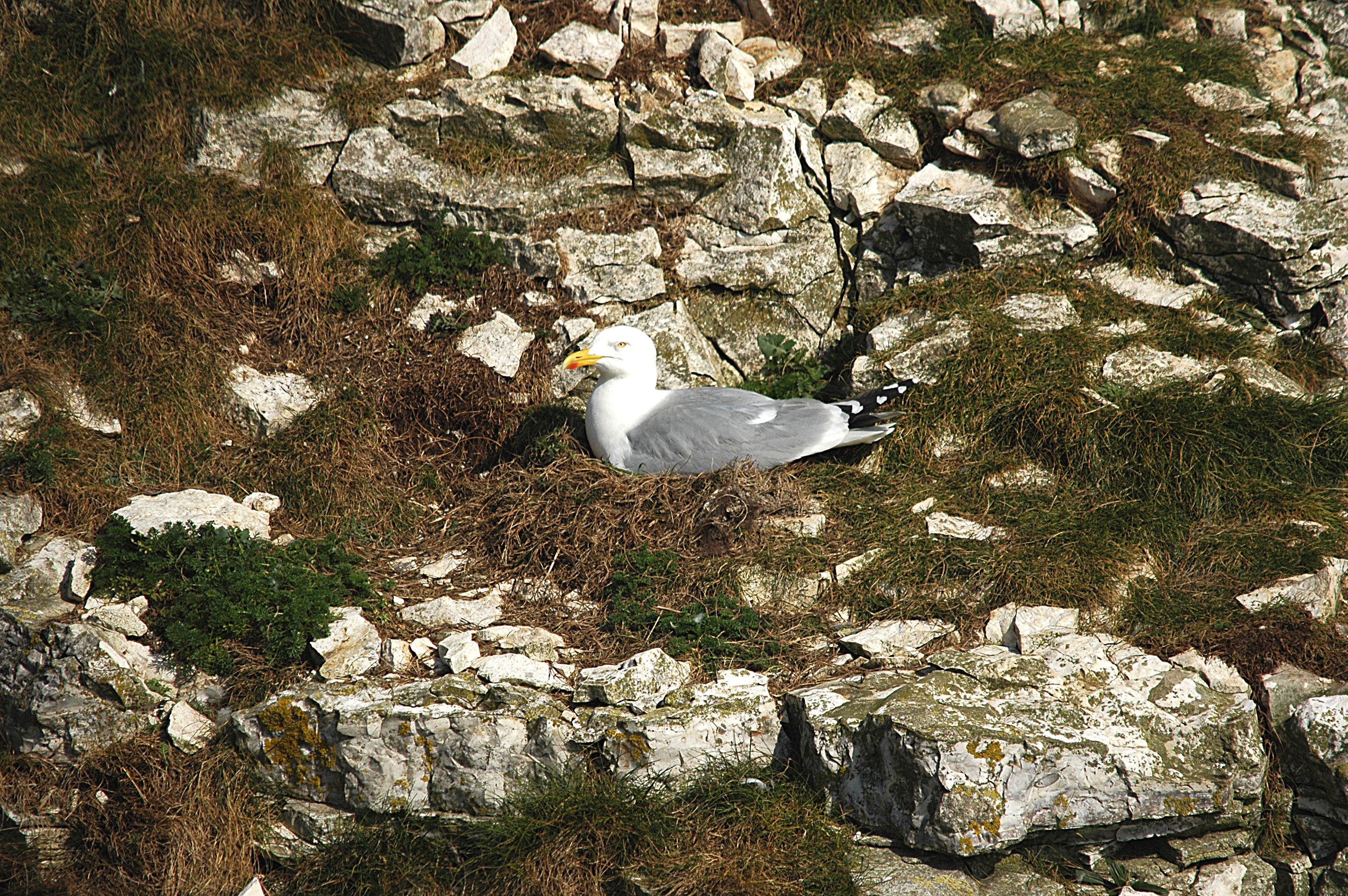 photos/wildlife/Bird_Species/067-Gulls/1658-Herring_Gull/DSC_5667.JPG