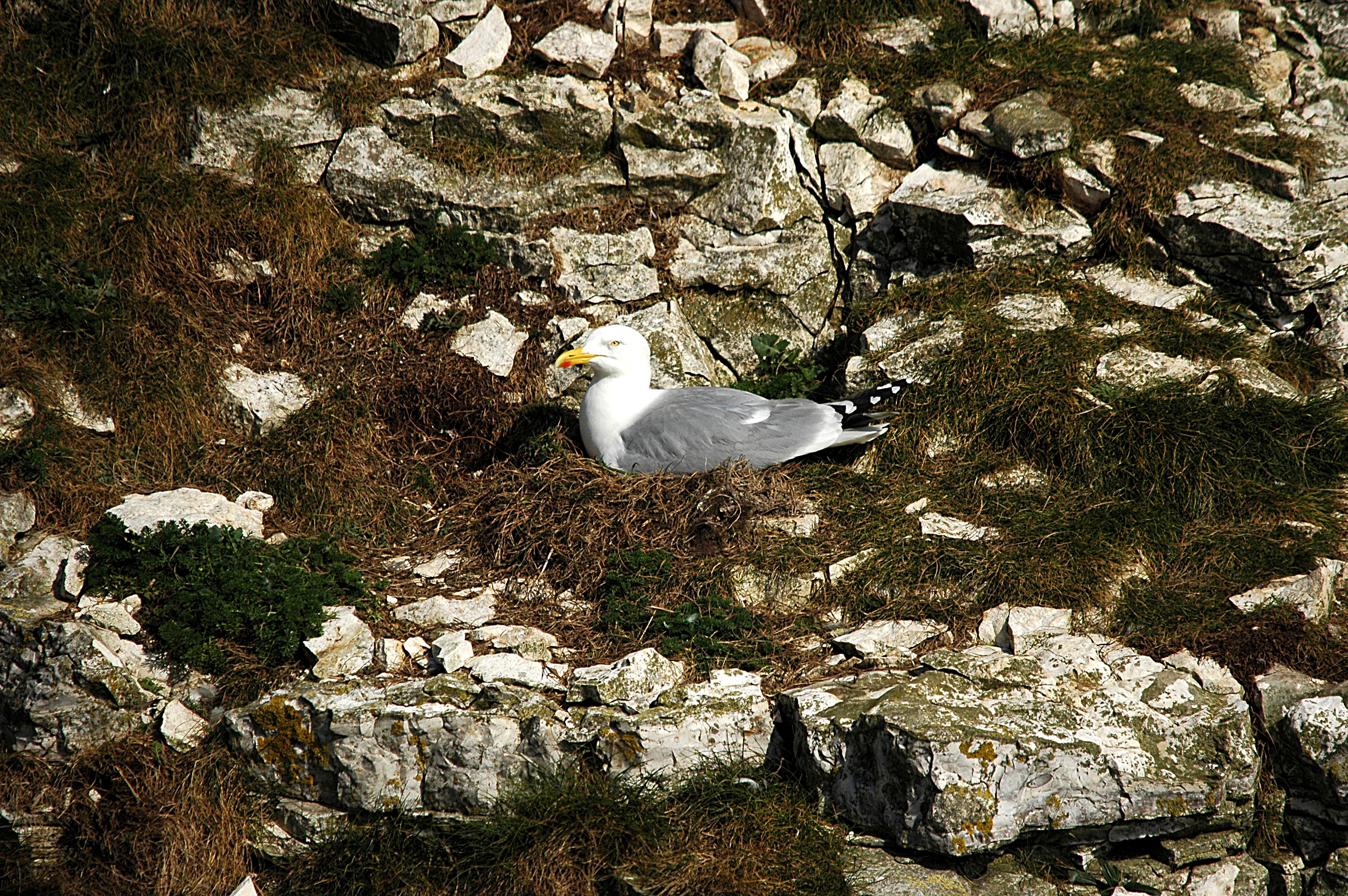 photos/wildlife/Bird_Species/067-Gulls/1658-Herring_Gull/DSC_5668.JPG
