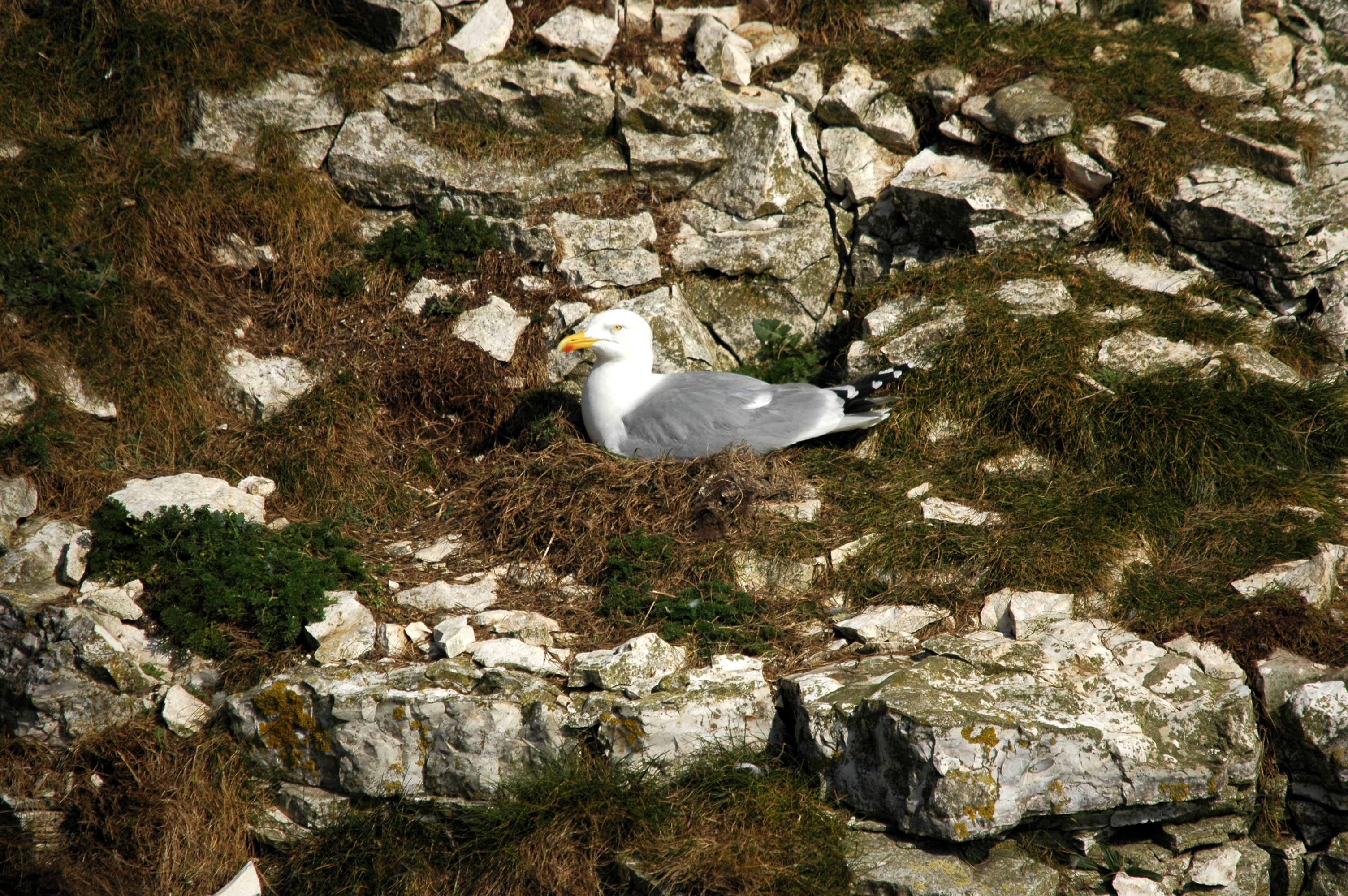 photos/wildlife/Bird_Species/067-Gulls/1658-Herring_Gull/DSC_5669.JPG