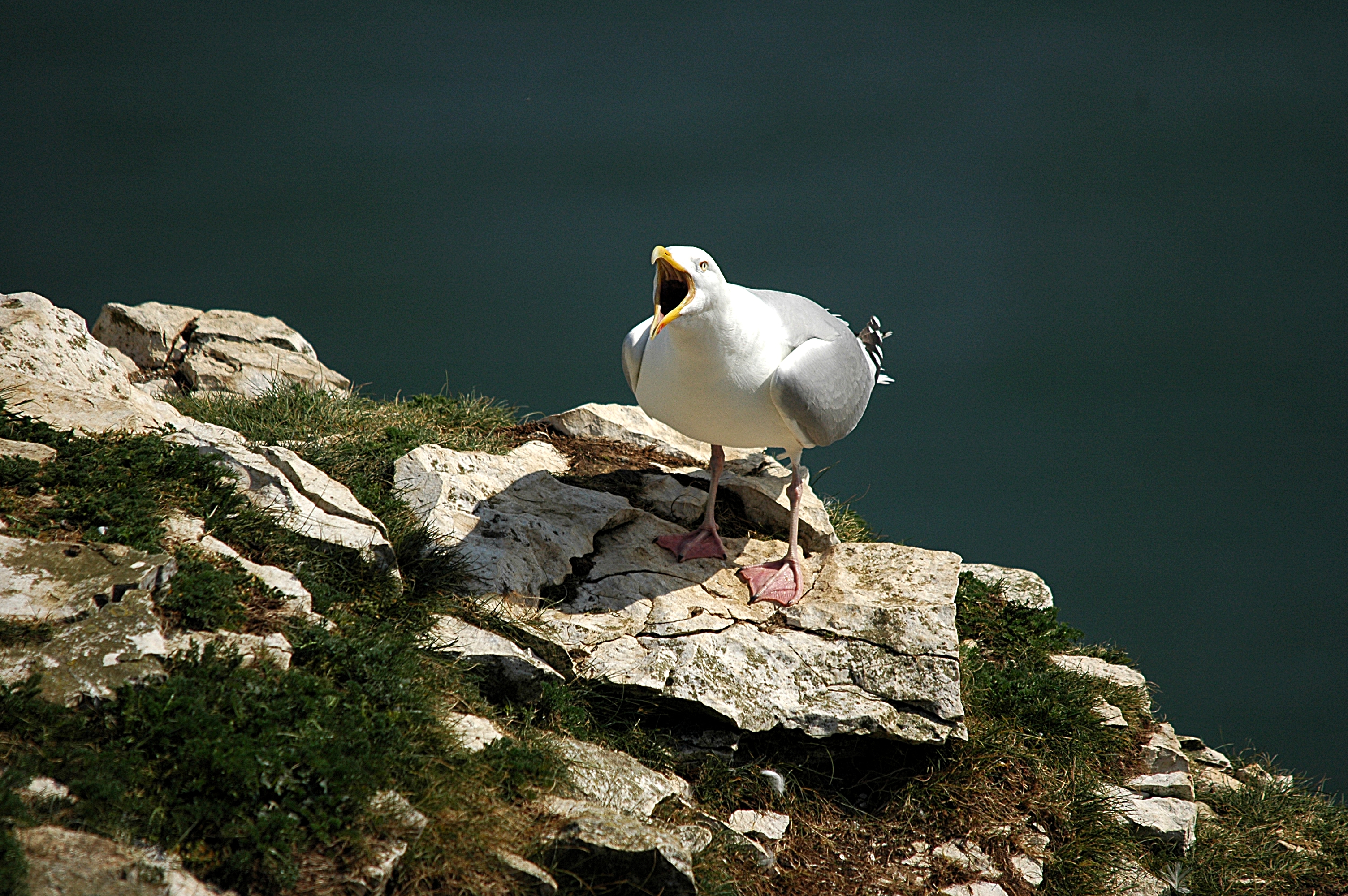 photos/wildlife/Bird_Species/067-Gulls/1658-Herring_Gull/DSC_5673.JPG