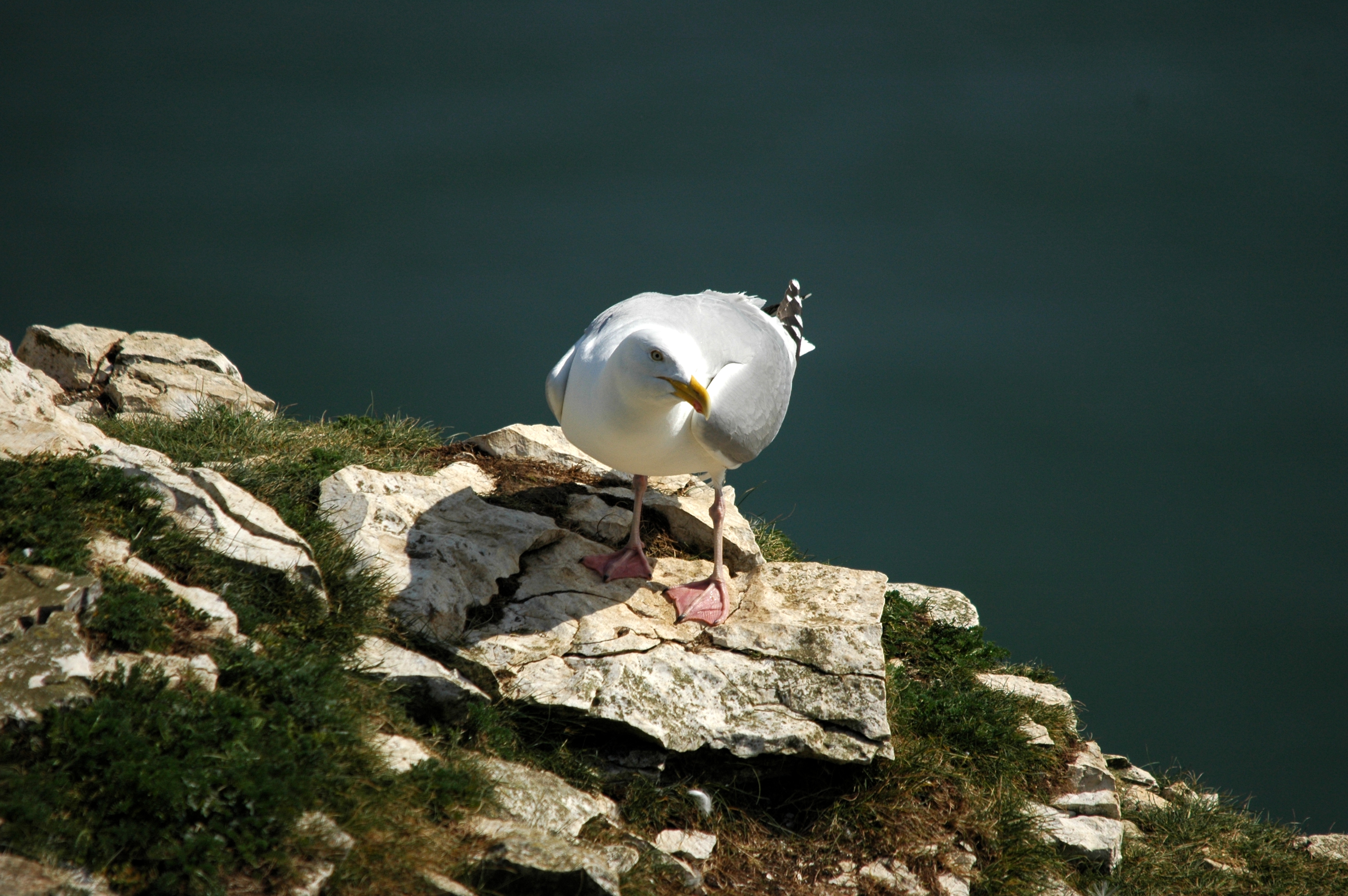 photos/wildlife/Bird_Species/067-Gulls/1658-Herring_Gull/DSC_5675.JPG