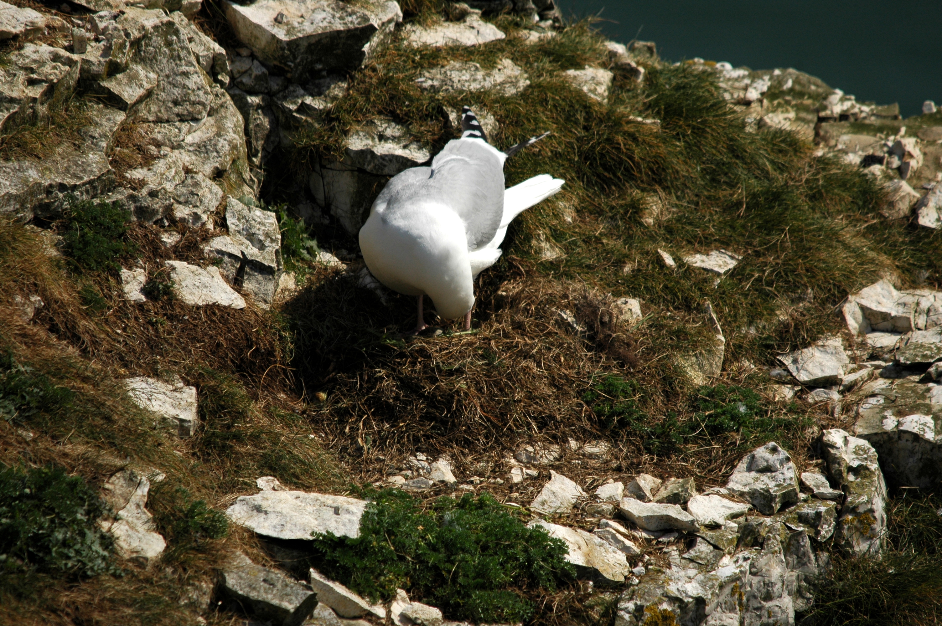 photos/wildlife/Bird_Species/067-Gulls/1658-Herring_Gull/DSC_5676.JPG