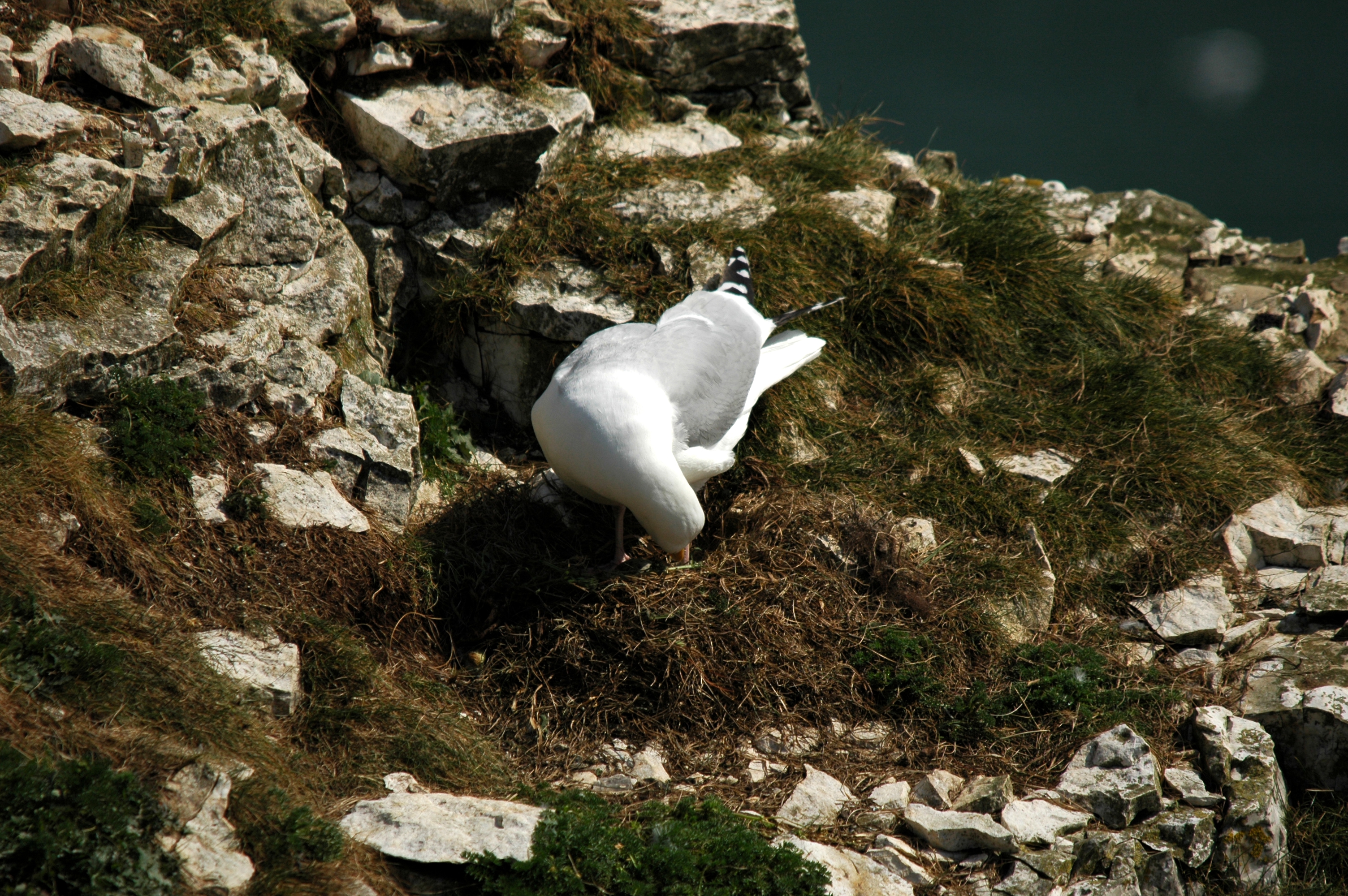 photos/wildlife/Bird_Species/067-Gulls/1658-Herring_Gull/DSC_5677.JPG