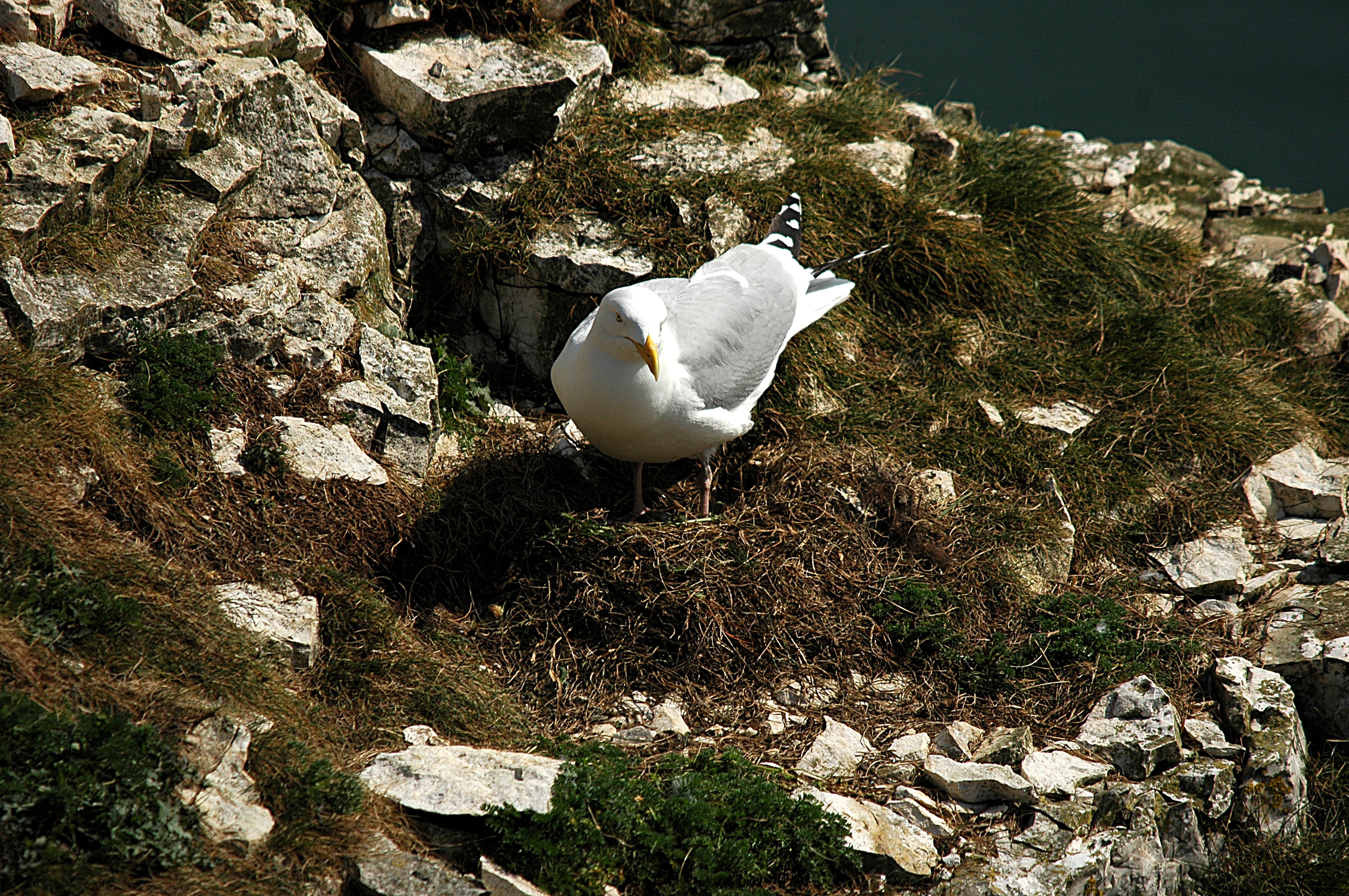 photos/wildlife/Bird_Species/067-Gulls/1658-Herring_Gull/DSC_5678.JPG