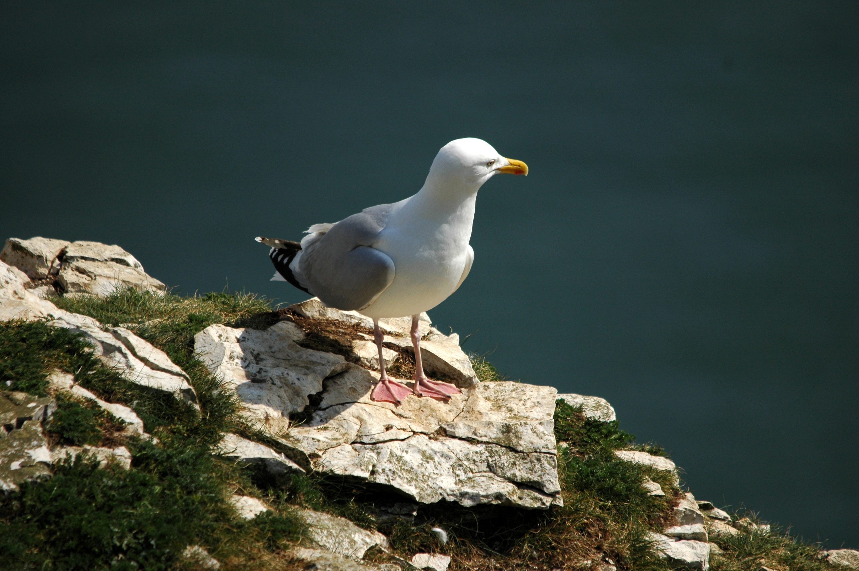 photos/wildlife/Bird_Species/067-Gulls/1658-Herring_Gull/DSC_5679.JPG