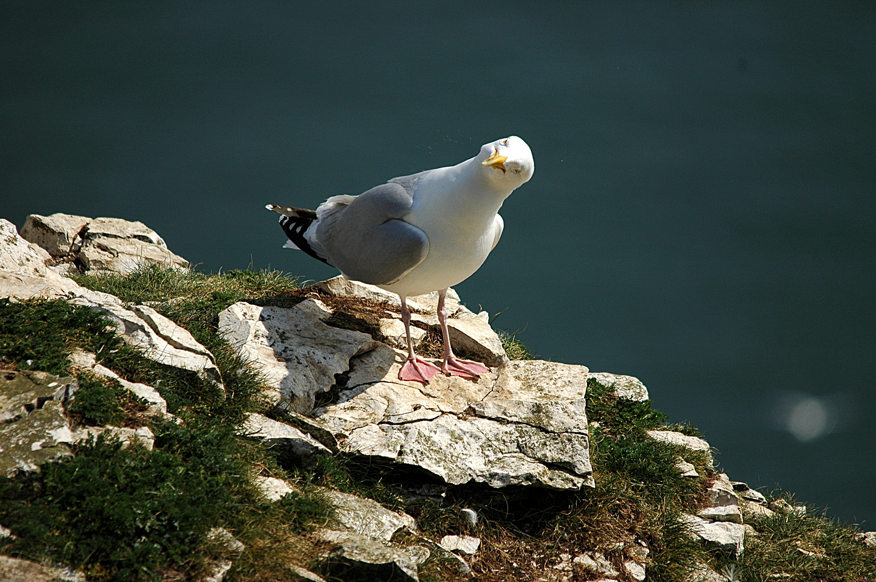 photos/wildlife/Bird_Species/067-Gulls/1658-Herring_Gull/DSC_5680.JPG