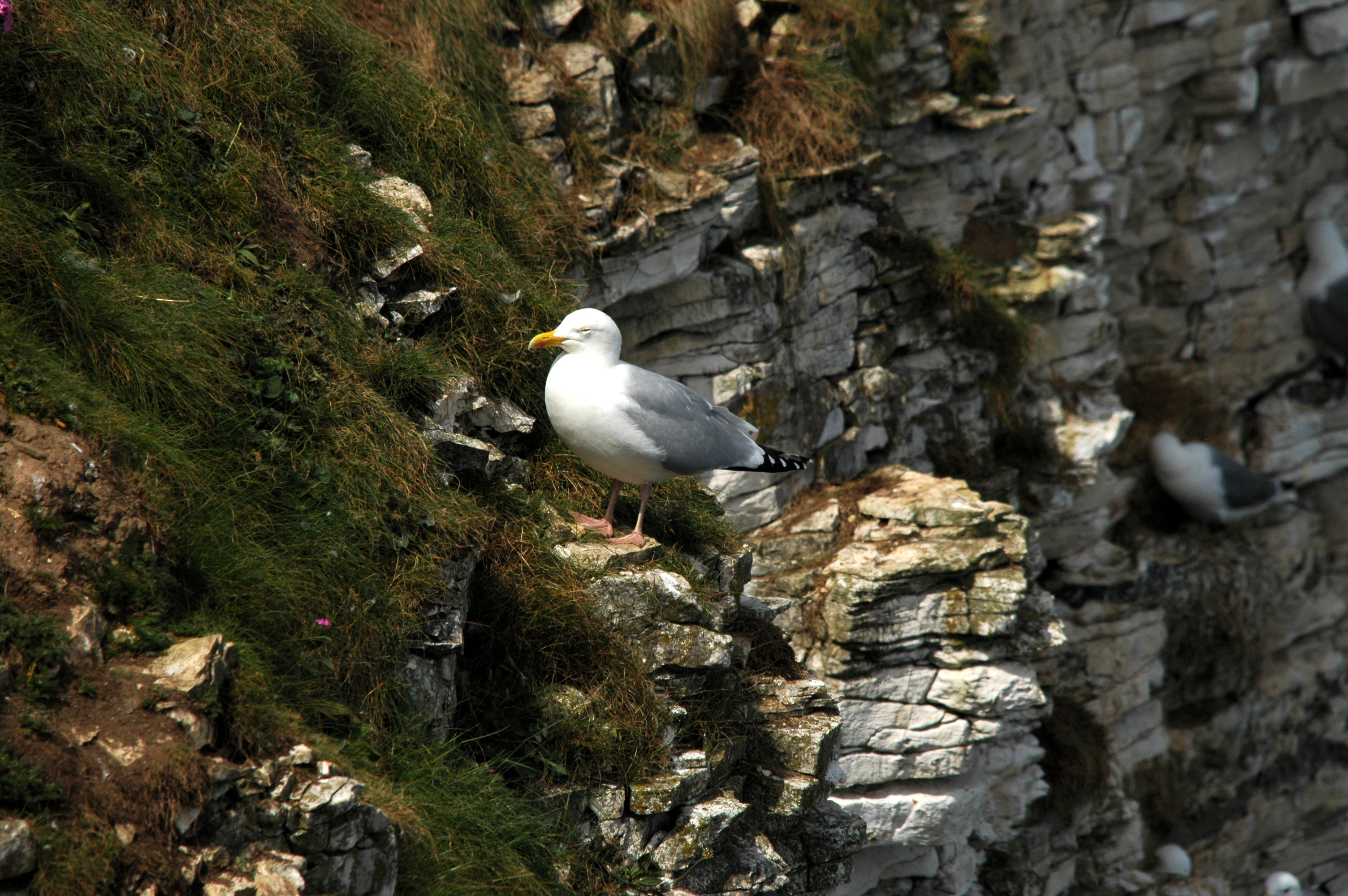 photos/wildlife/Bird_Species/067-Gulls/1658-Herring_Gull/DSC_5779.JPG