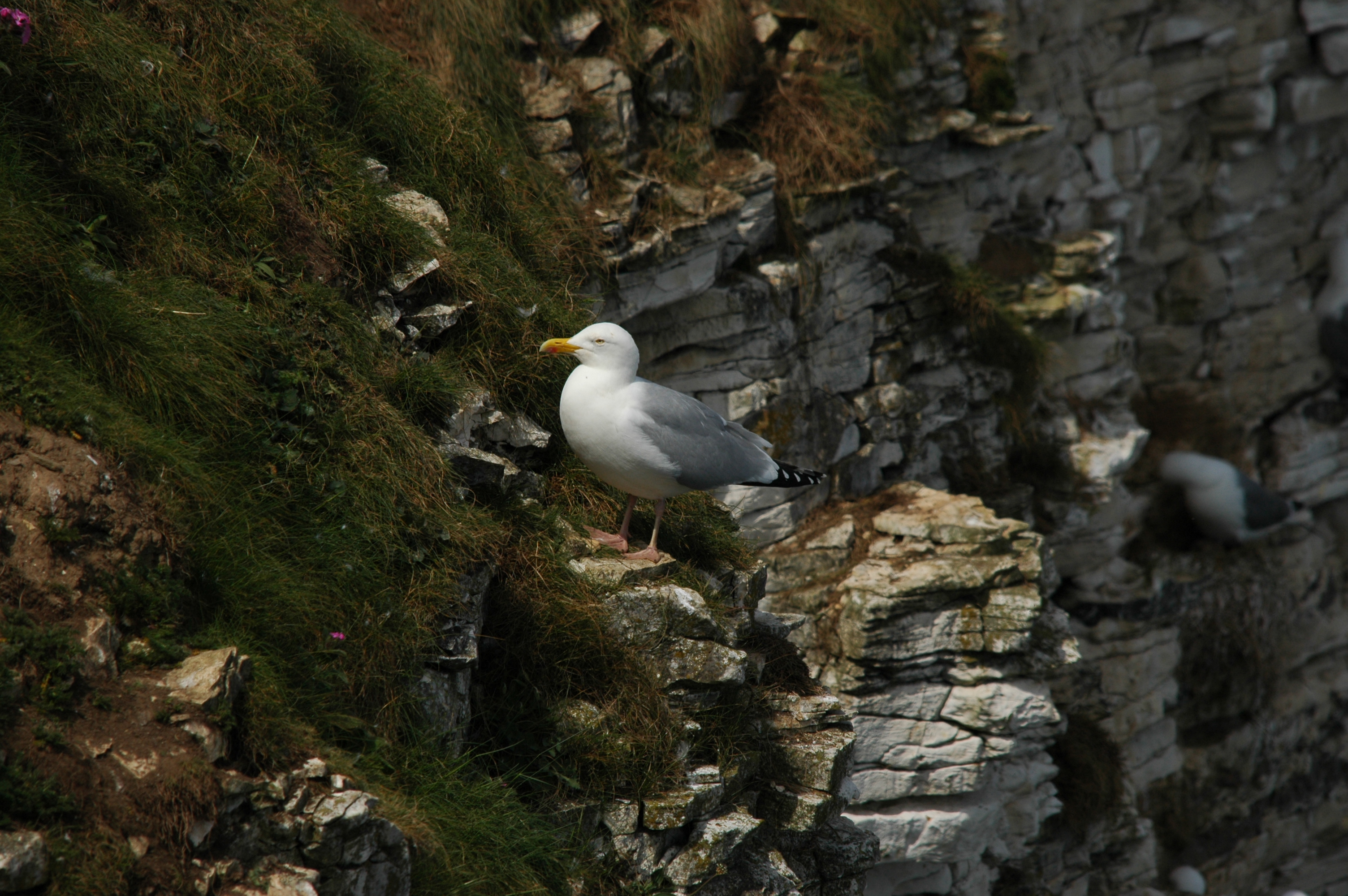 photos/wildlife/Bird_Species/067-Gulls/1658-Herring_Gull/DSC_5780.JPG