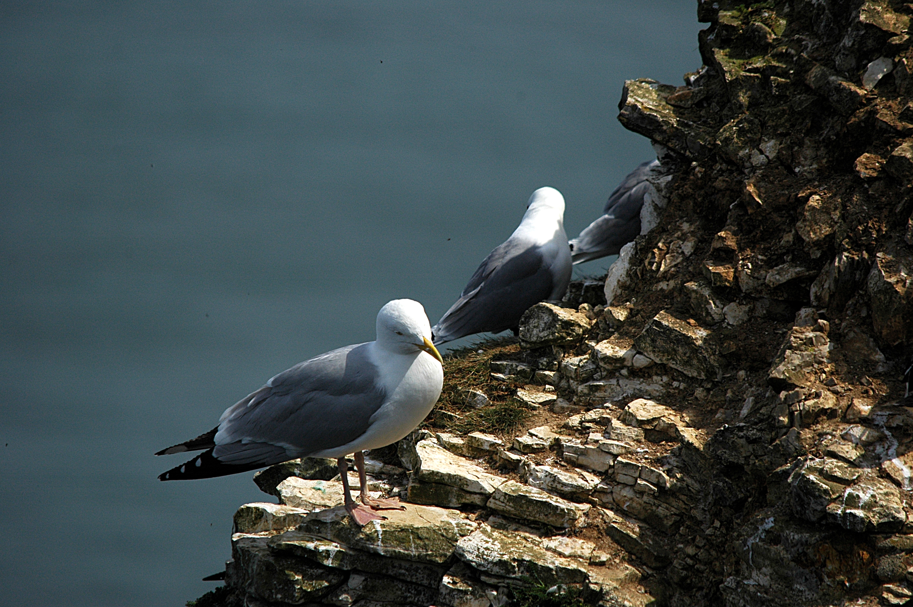 photos/wildlife/Bird_Species/067-Gulls/1658-Herring_Gull/DSC_5786.JPG