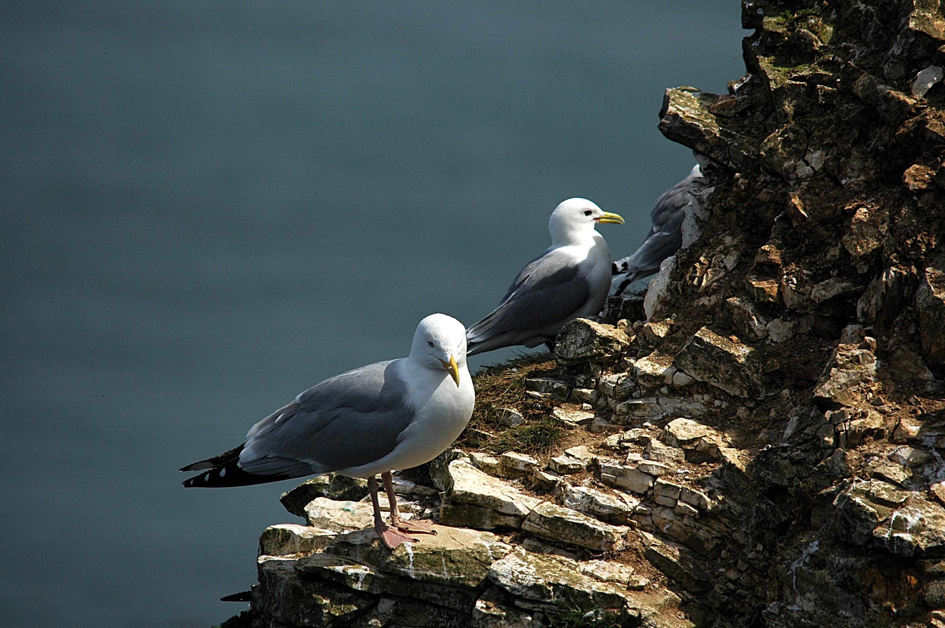 photos/wildlife/Bird_Species/067-Gulls/1658-Herring_Gull/DSC_5787.JPG